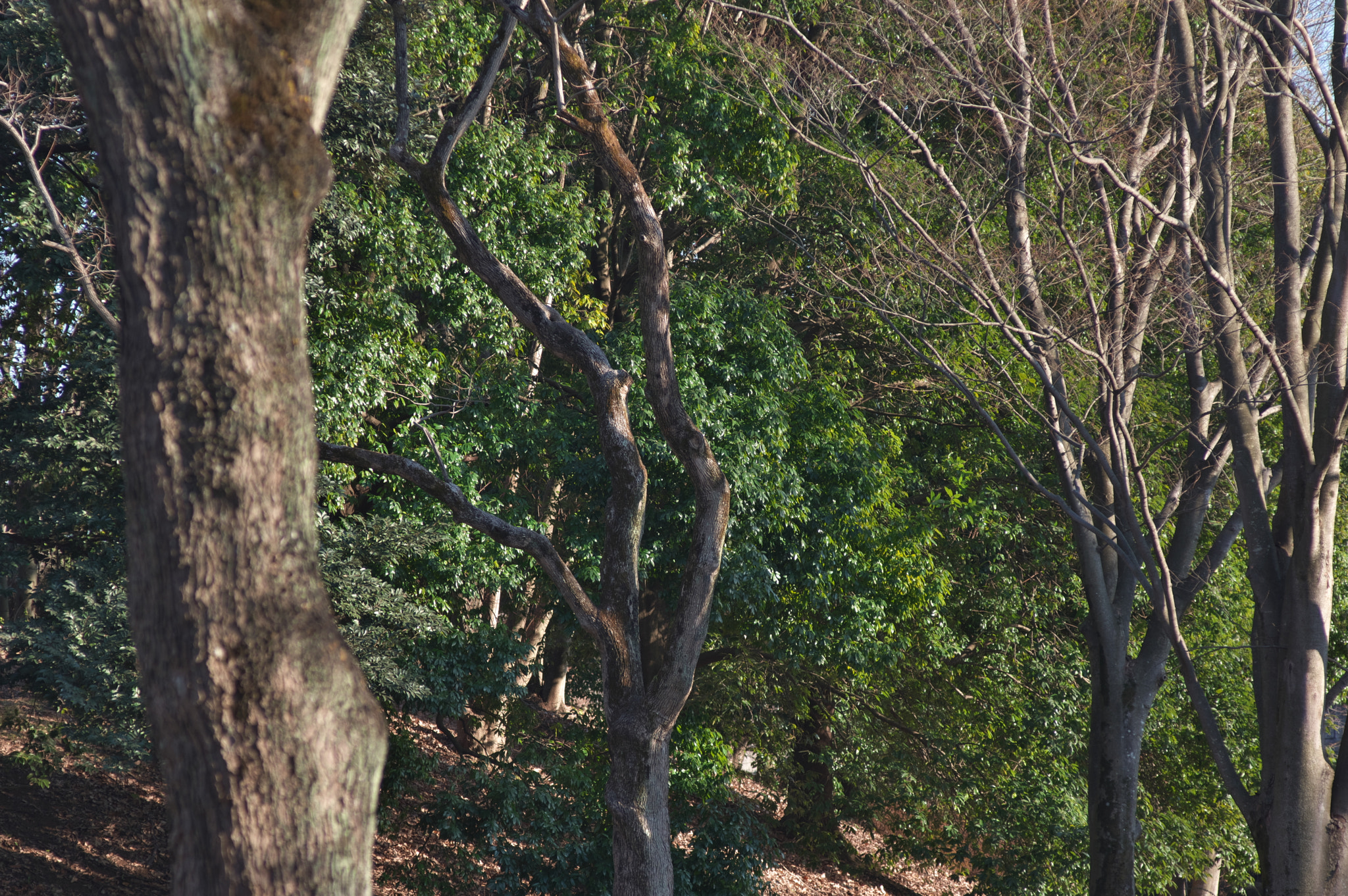 Pentax smc FA 77mm 1.8 Limited sample photo. Sometimes i love these trees more than colorful flowers..... photography