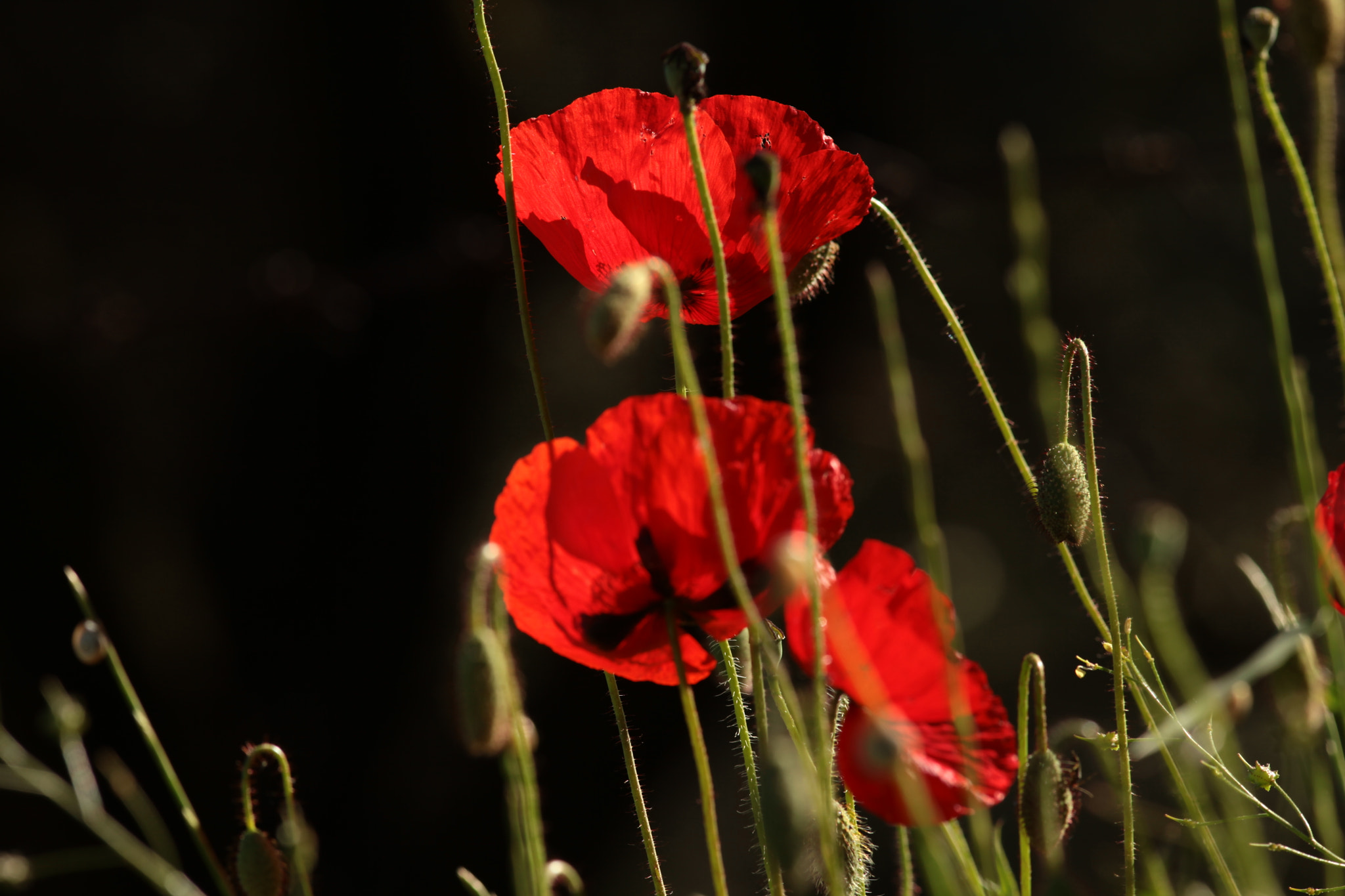 Canon EF 300mm F4L IS USM sample photo. Anemone photography