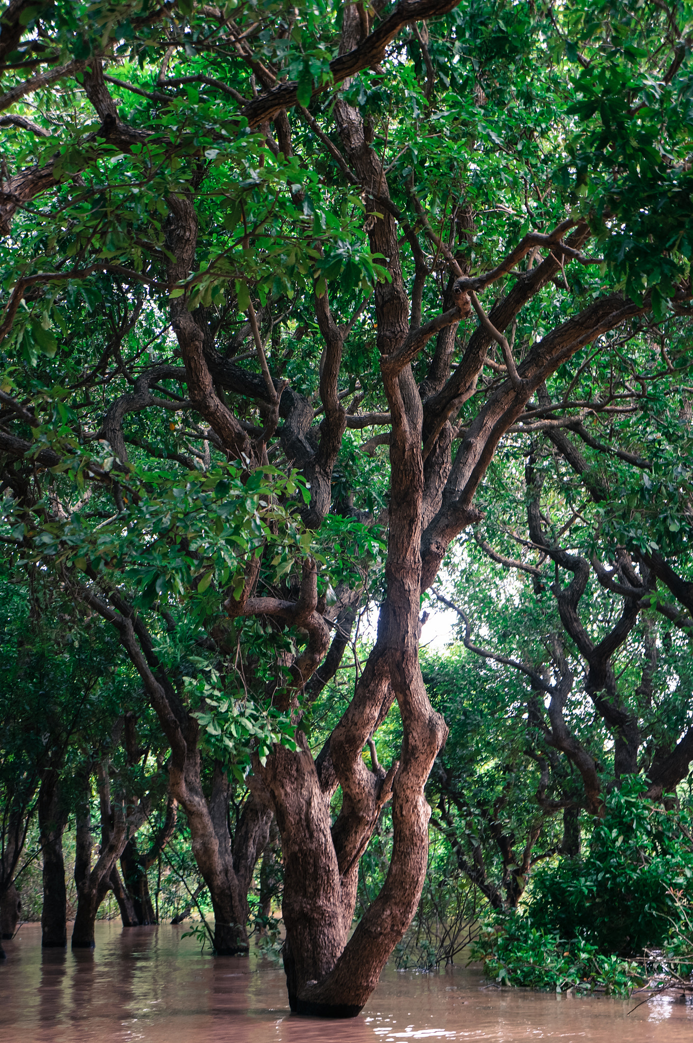 Sony Alpha NEX-5R sample photo. Flooded forest cambodia 2 photography