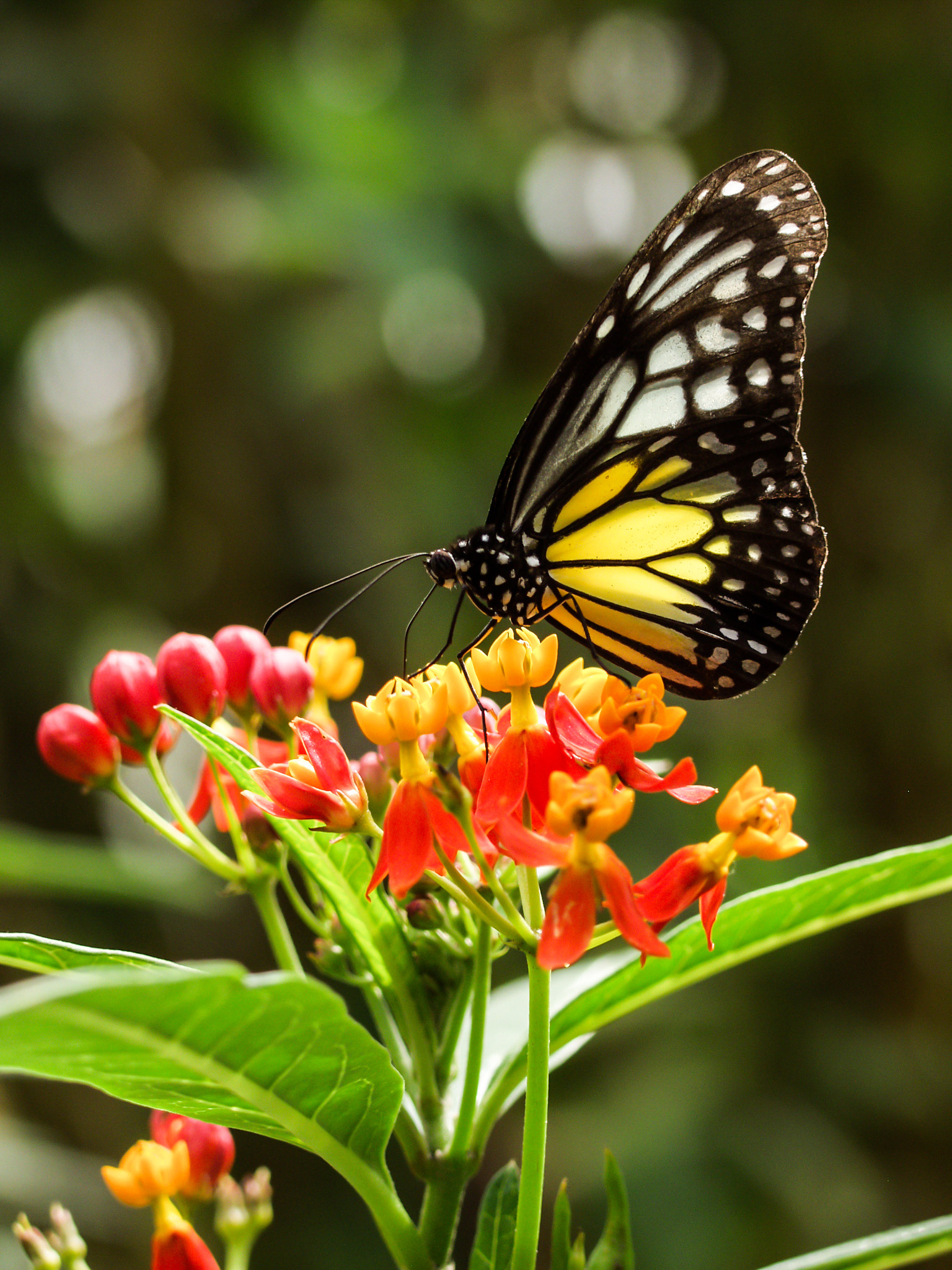 Olympus E-20,E-20N,E-20P sample photo. Butterly on the flower photography