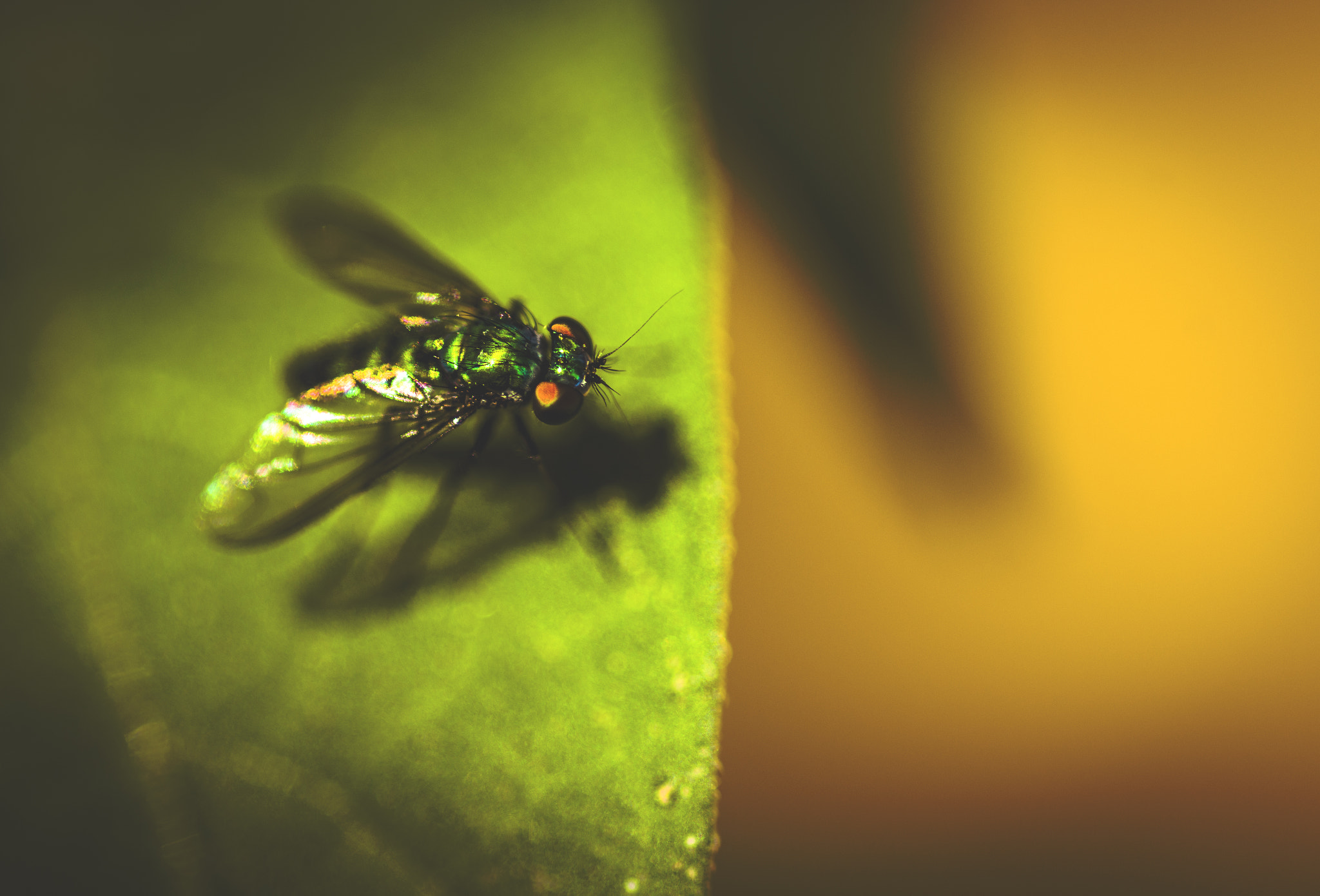 Pentax K-3 II + Pentax smc D-FA 100mm F2.8 Macro WR sample photo. Green fly photography