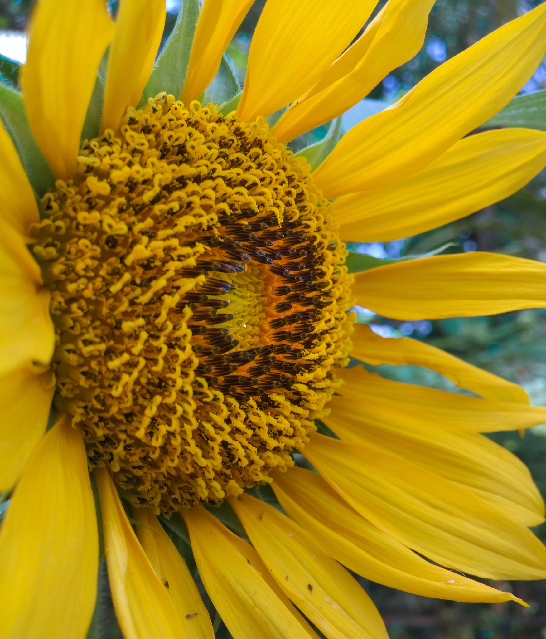 Xiaomi Mi-4c sample photo. Sun photography