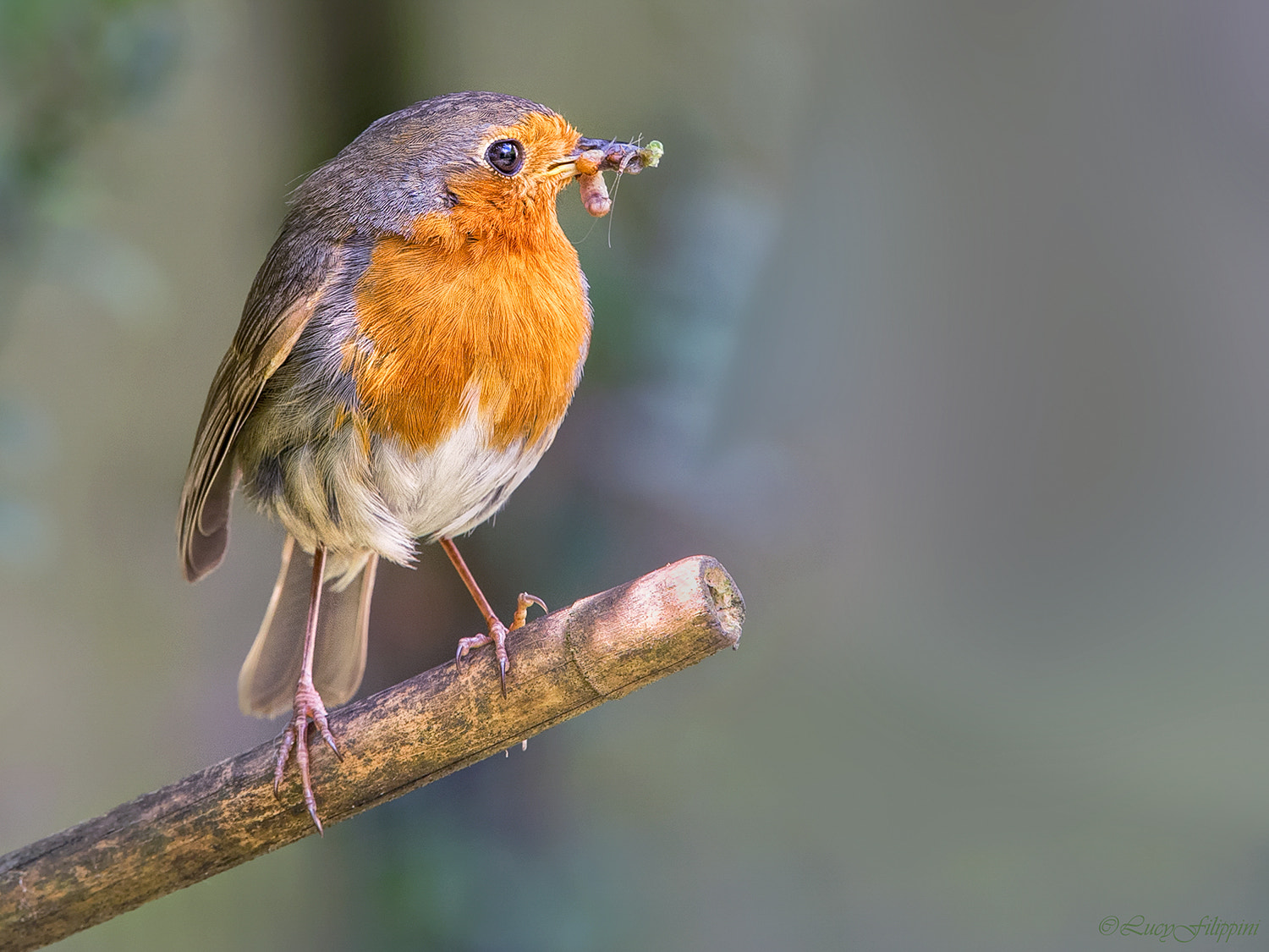 Olympus OM-D E-M1 sample photo. Robin with food... photography