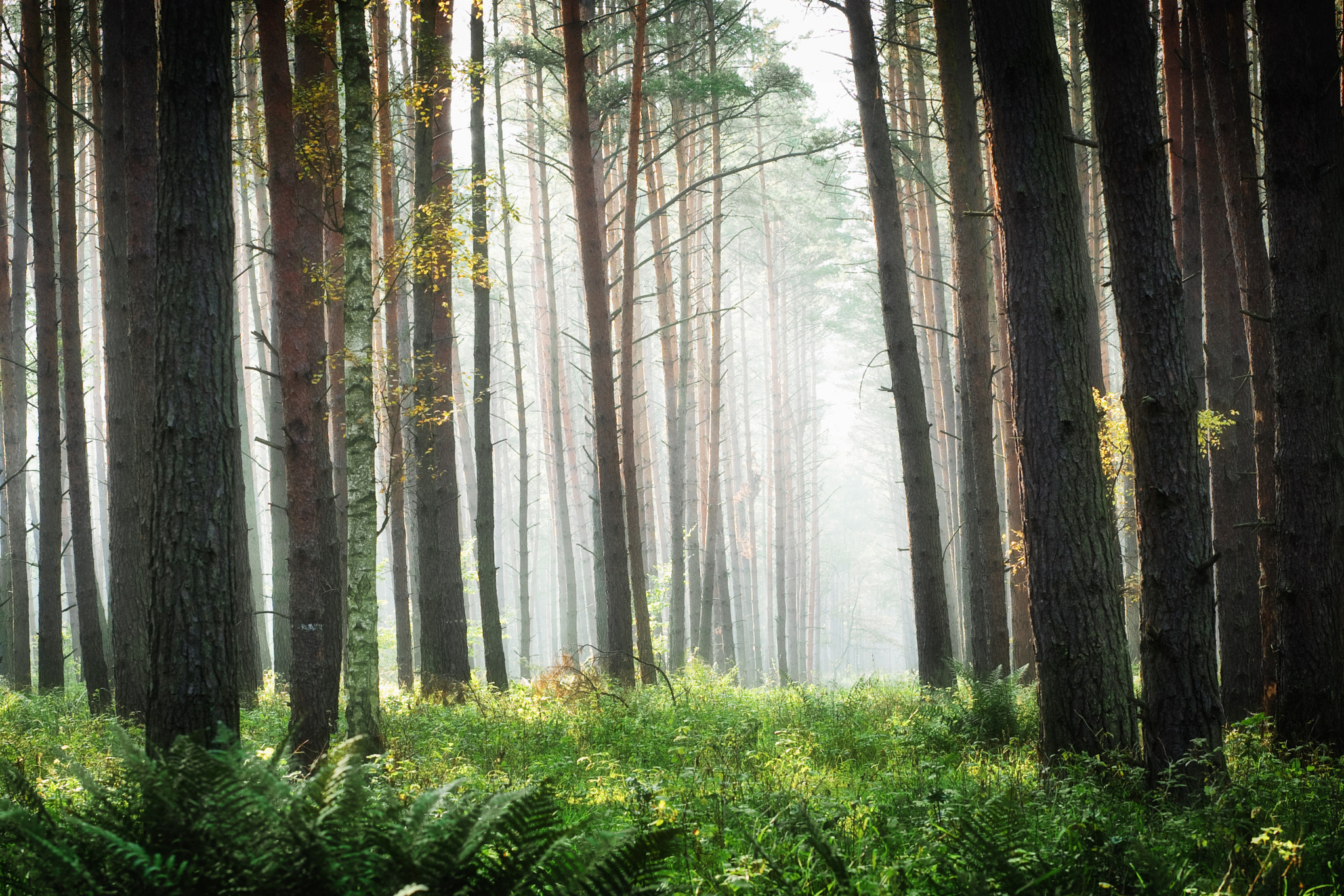 Canon EOS 5D + Canon EF 85mm F1.8 USM sample photo. Forest photography