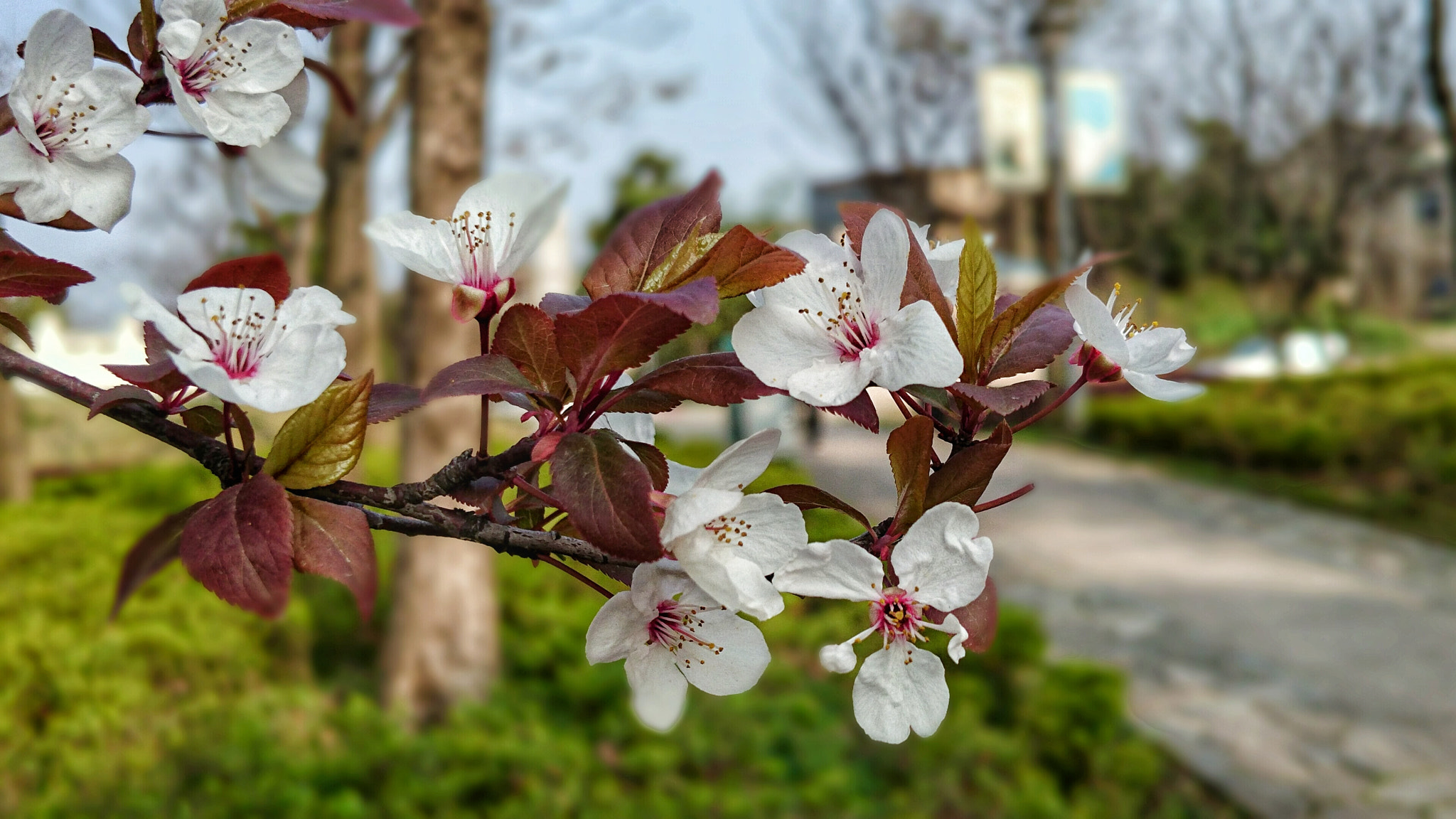 Sony Xperia Z3+ sample photo