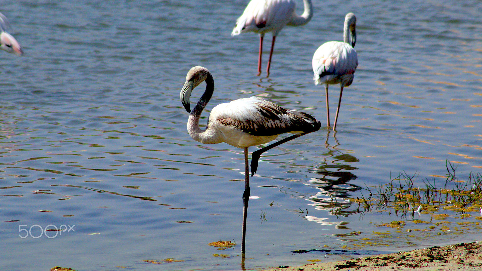 EF75-300mm f/4-5.6 sample photo. Leggy photography