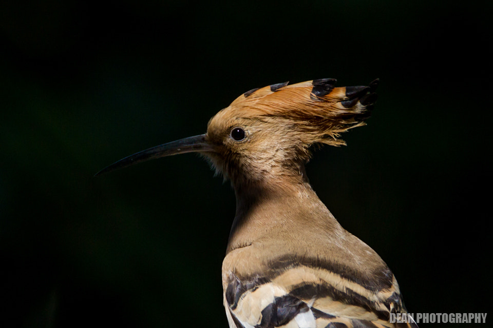 Tamron SP 150-600mm F5-6.3 Di VC USD sample photo. Portrait photography