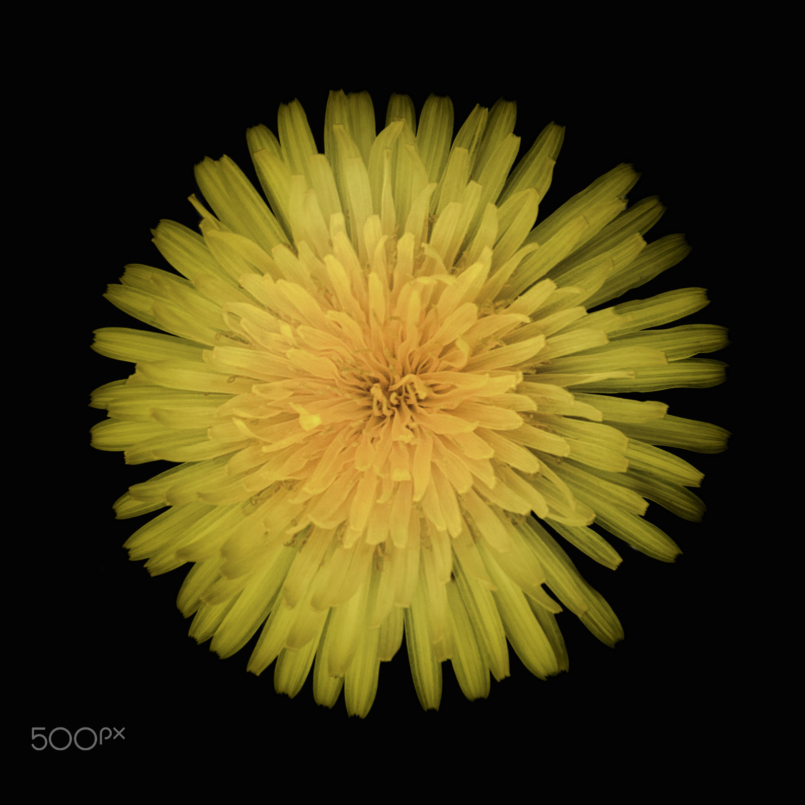 Nikon D3200 sample photo. Beautiful yellow dandelion on a black background photography