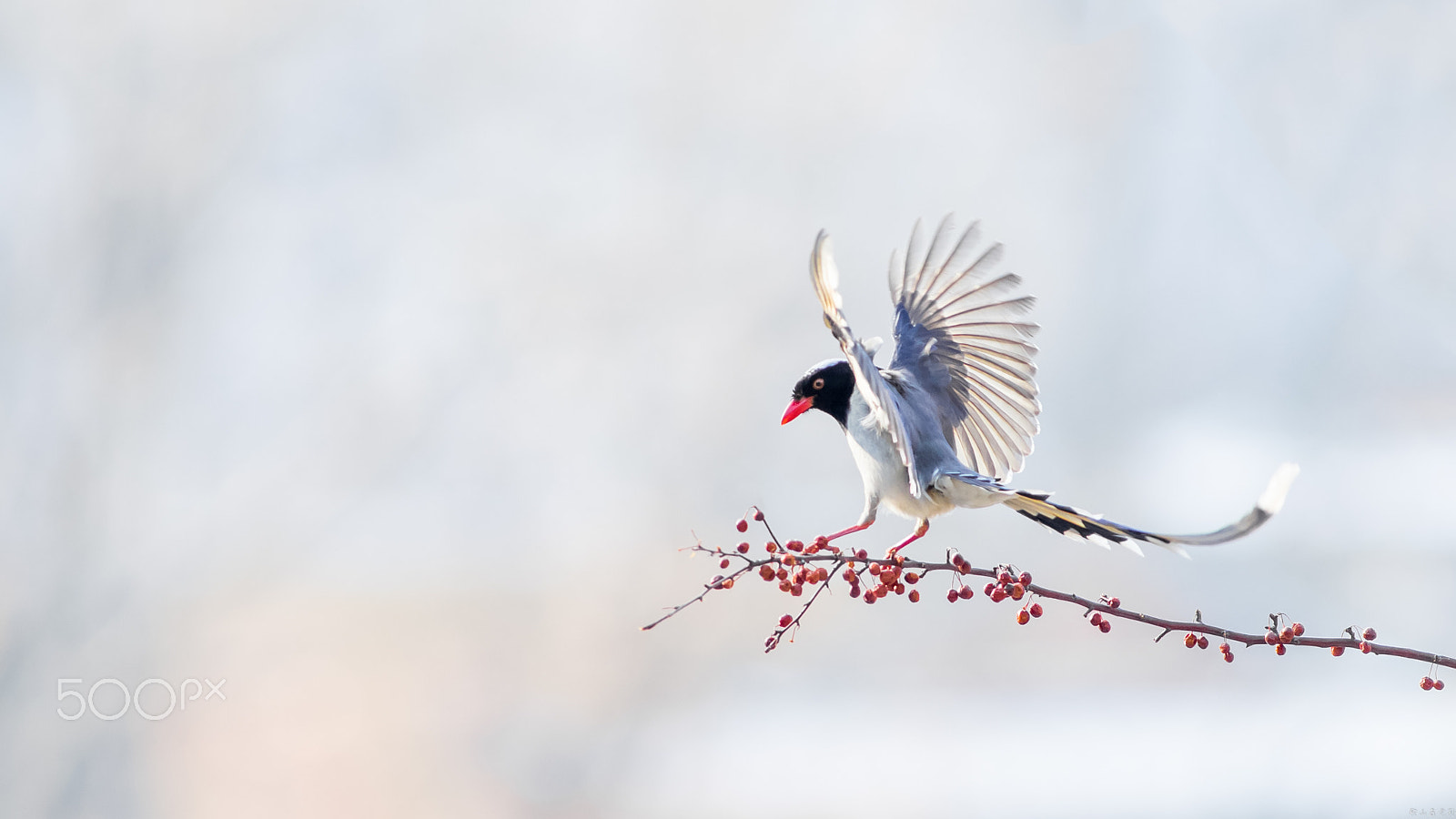 Canon EF 400mm f/2.8L sample photo. 红嘴蓝鹊（urocissa erythroryncha） photography