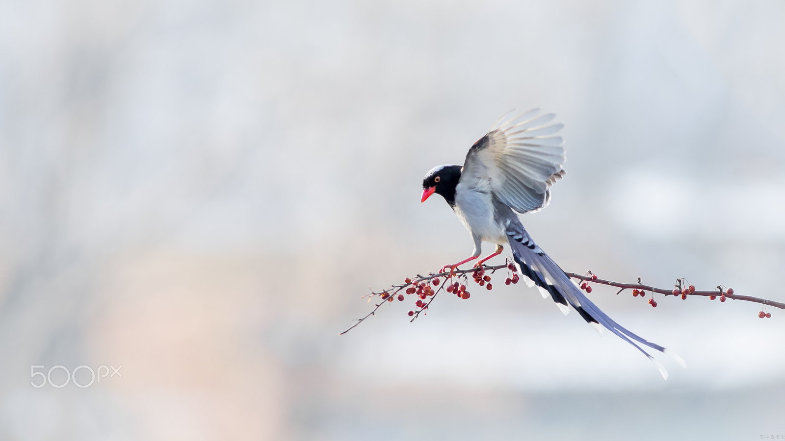 Canon EF 400mm f/2.8L sample photo. 红嘴蓝鹊（urocissa erythroryncha） photography