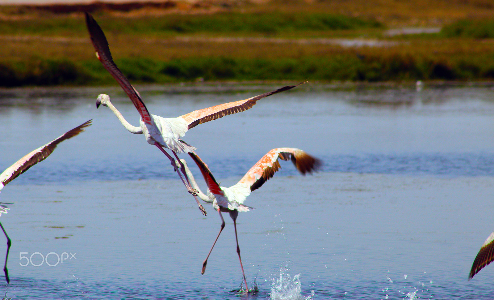 Canon EOS 70D + EF75-300mm f/4-5.6 sample photo. Time to take-off photography