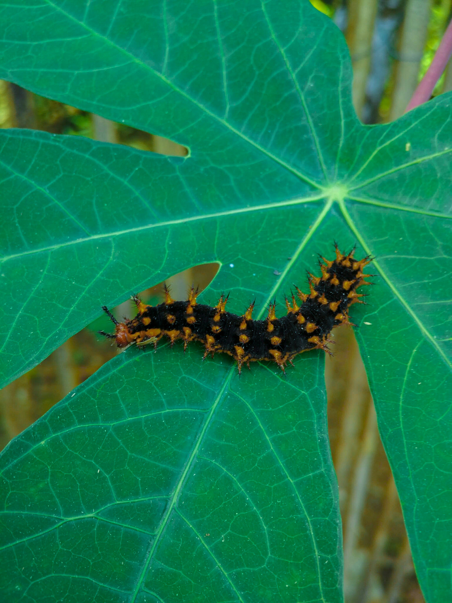 Xiaomi Mi-4c sample photo. Larvae hypolimnas photography
