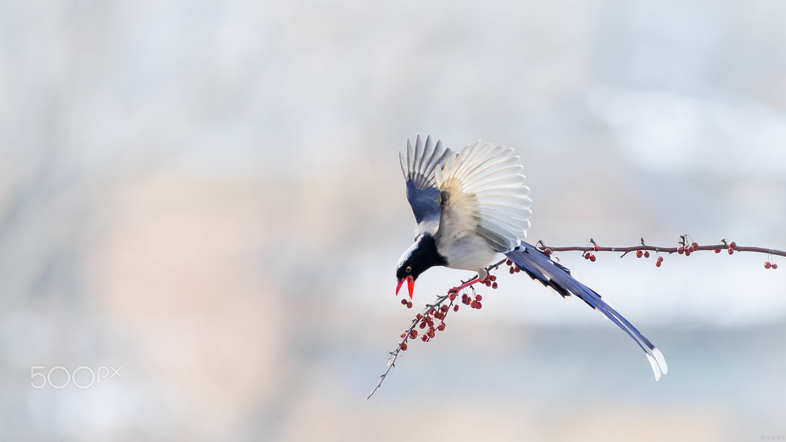 Canon EOS-1D X + Canon EF 400mm f/2.8L sample photo. 红嘴蓝鹊（urocissa erythroryncha） photography