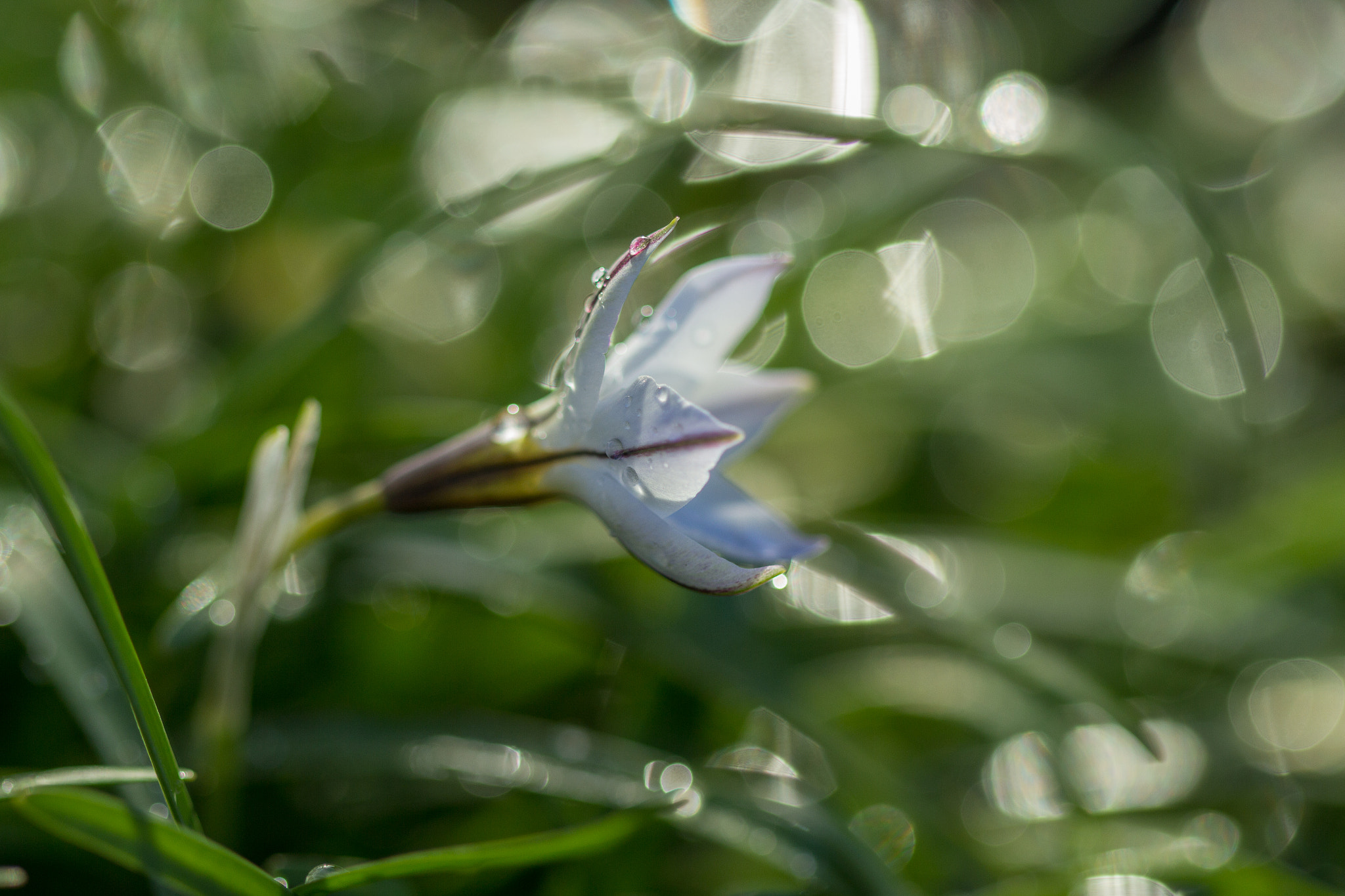 Canon EF 100mm F2.8 Macro USM sample photo. Perce neige et bokeh photography