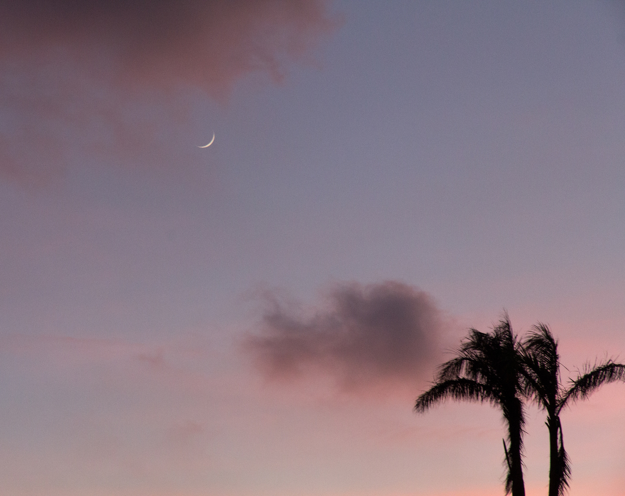Canon EOS 60D sample photo. Moon on the tree 月上樹梢頭 photography
