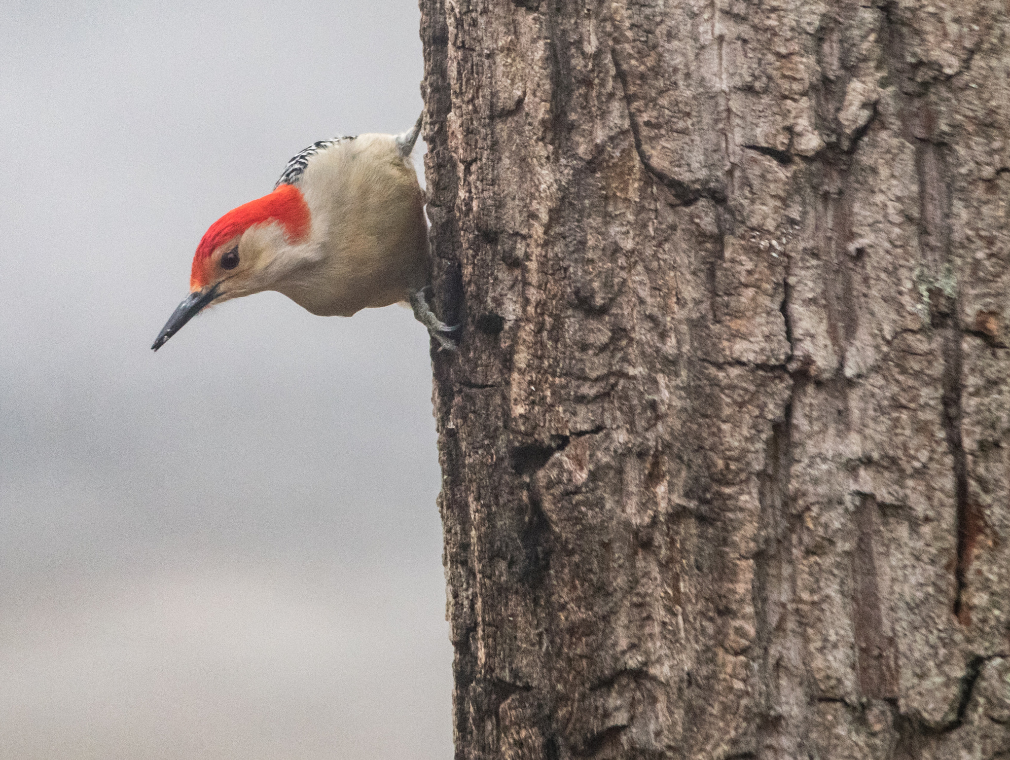 Canon EOS 5D Mark IV + Sigma 150-500mm F5-6.3 DG OS HSM sample photo. _87a2932-2.jpg photography