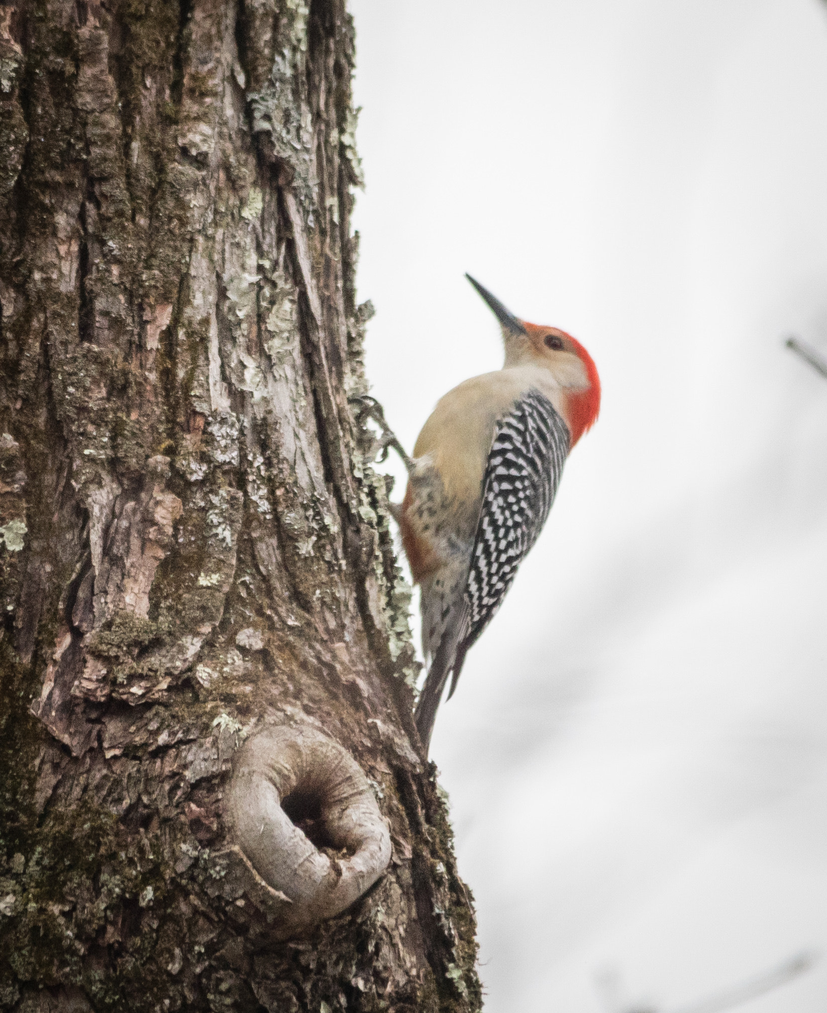 Canon EOS 5D Mark IV + Sigma 150-500mm F5-6.3 DG OS HSM sample photo. Woodpecker photography