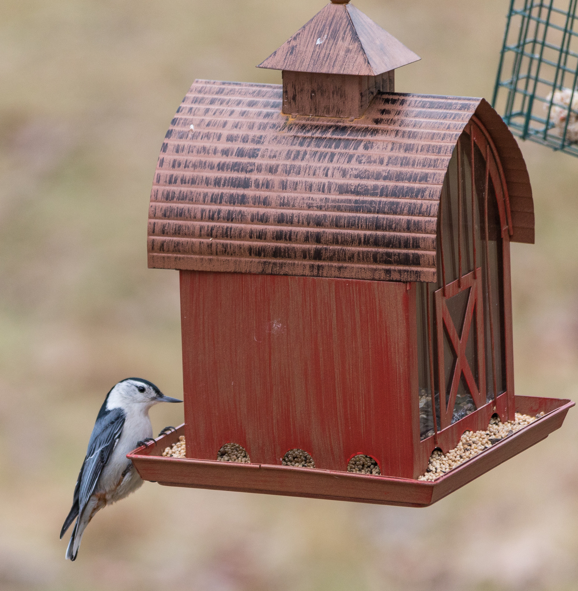 Sigma 150-500mm F5-6.3 DG OS HSM sample photo. Local visiter photography