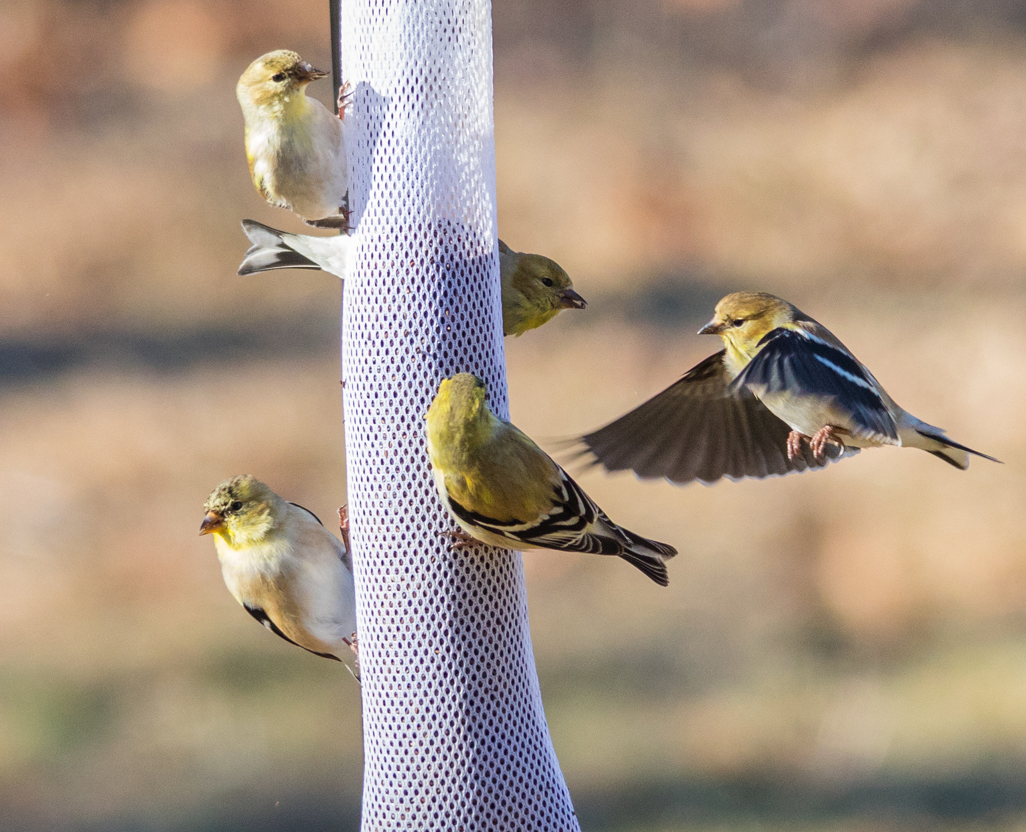 Sigma 150-500mm F5-6.3 DG OS HSM sample photo. Finch photography