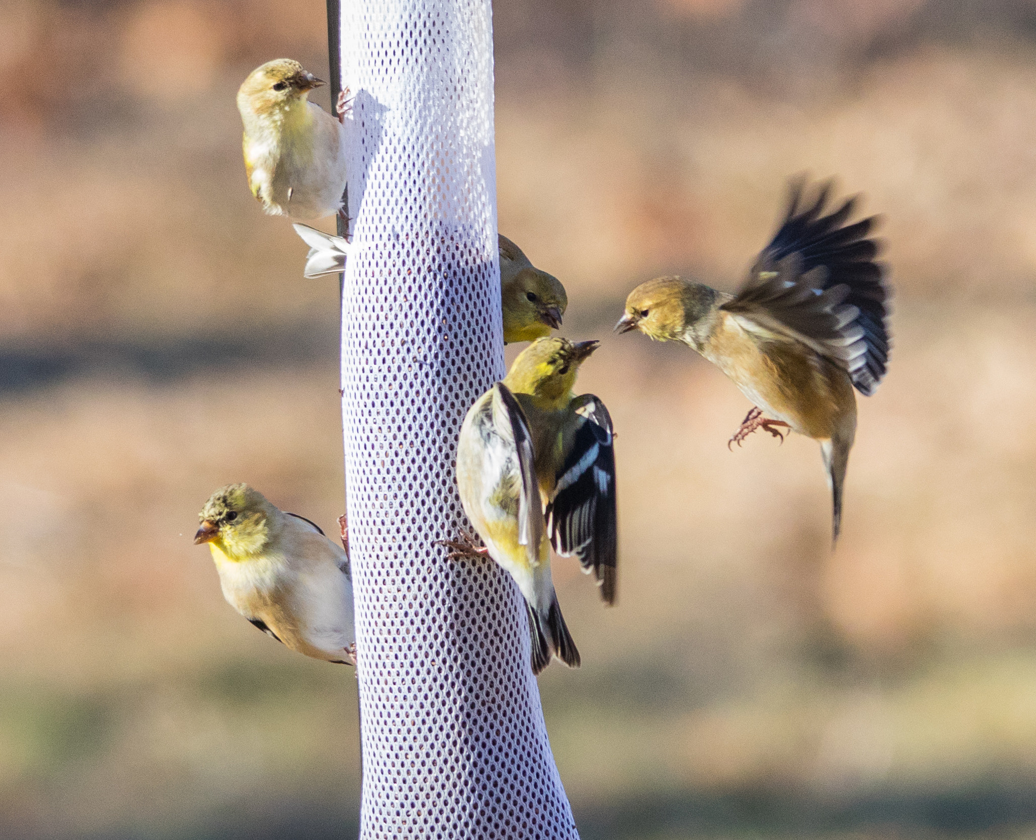 Sigma 150-500mm F5-6.3 DG OS HSM sample photo. Finch fight photography