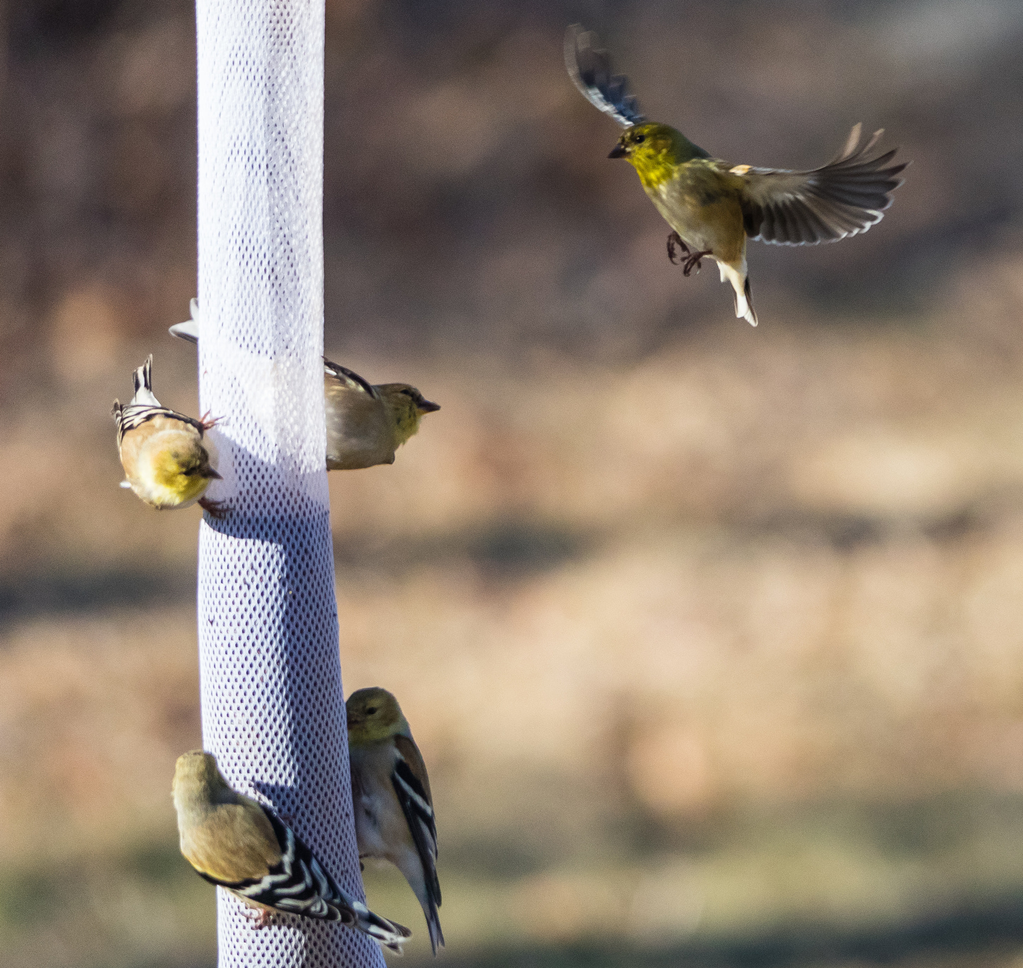 Sigma 150-500mm F5-6.3 DG OS HSM sample photo. Make room photography