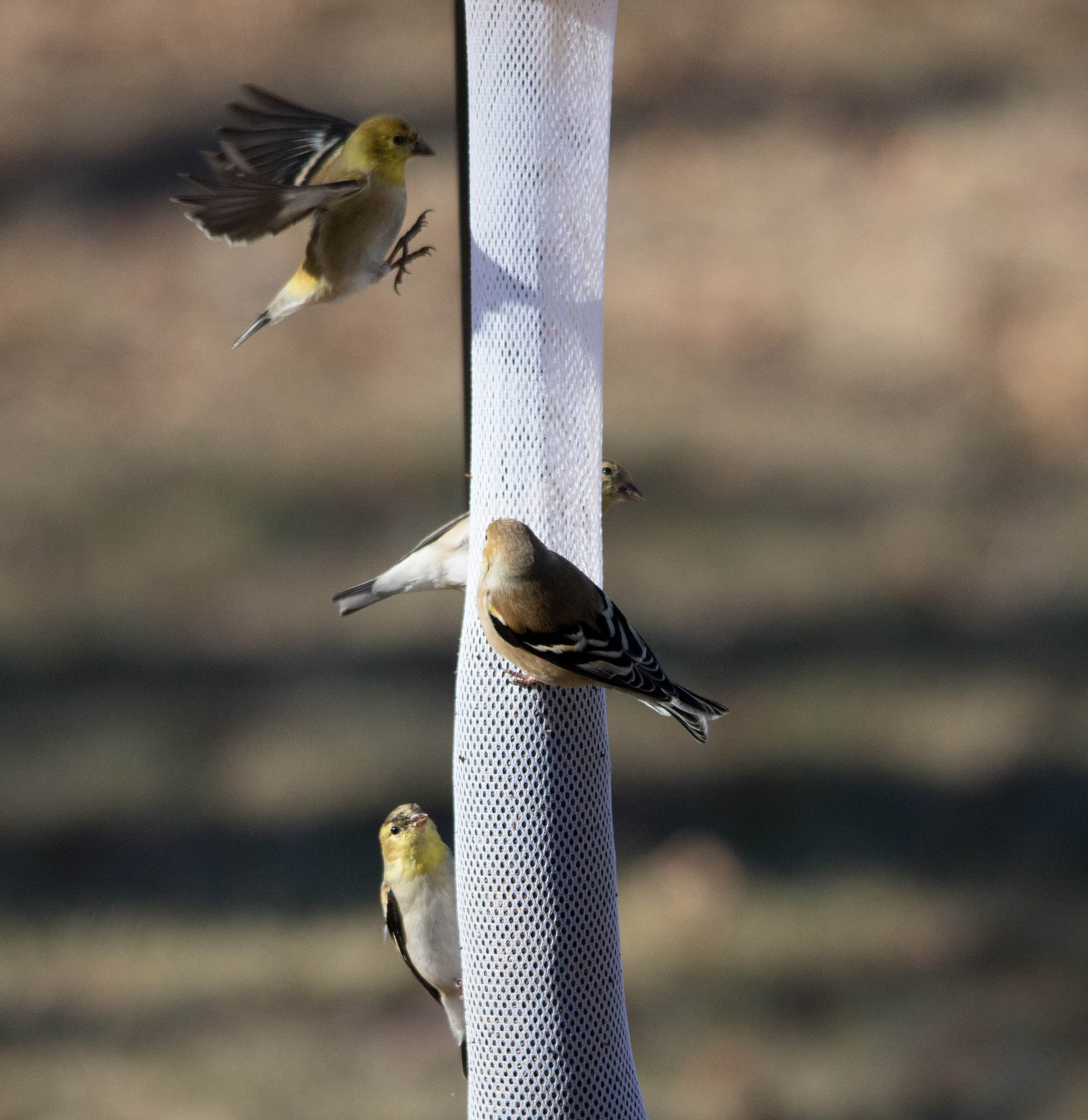 Sigma 150-500mm F5-6.3 DG OS HSM sample photo. Landing gear out photography