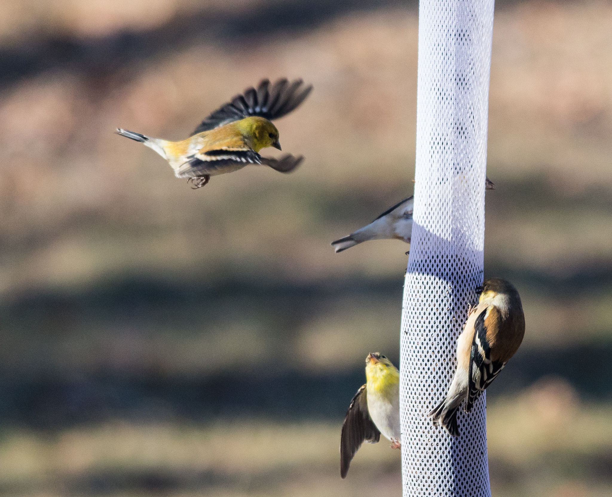 Canon EOS 5D Mark IV + Sigma 150-500mm F5-6.3 DG OS HSM sample photo. _87a3115-2.jpg photography