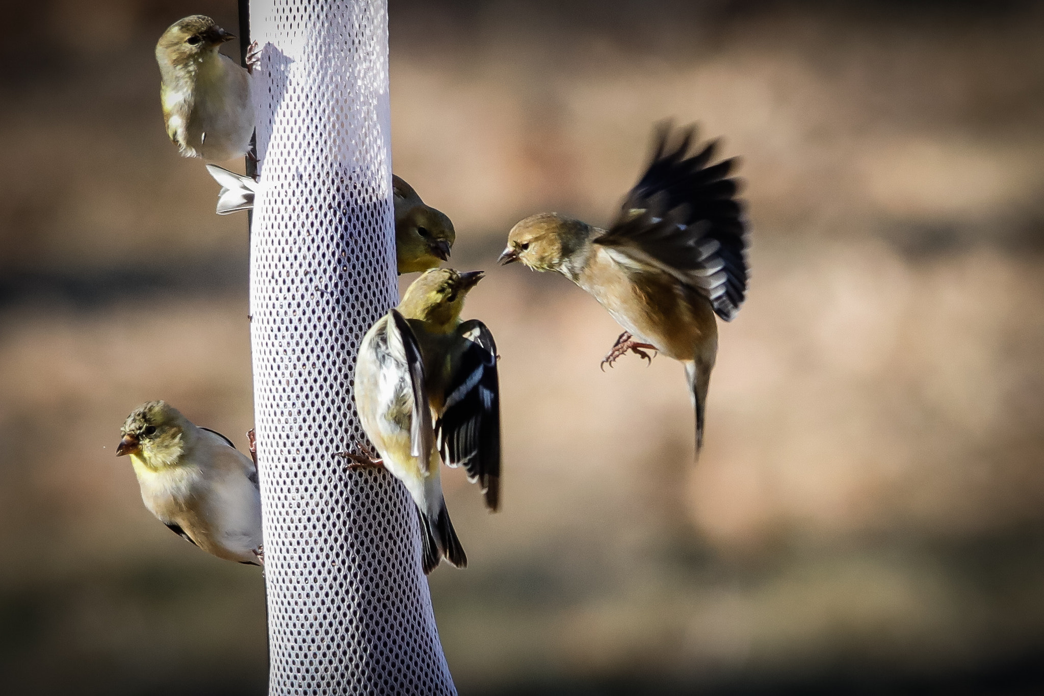 Canon EOS 5D Mark IV + Sigma 150-500mm F5-6.3 DG OS HSM sample photo. A photography