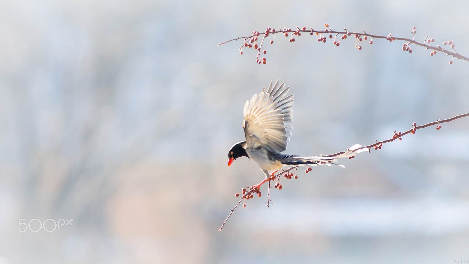 Canon EOS-1D X + Canon EF 400mm f/2.8L sample photo. 红嘴蓝鹊（urocissa erythroryncha） photography