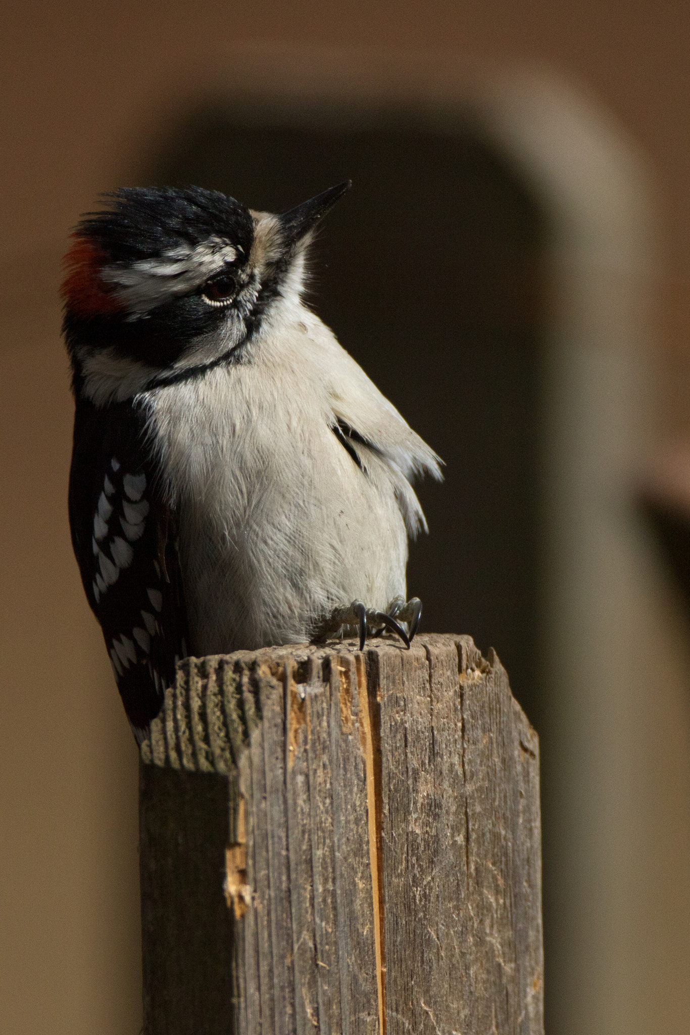 Canon EF 500mm F4L IS USM sample photo. Downy quizzical photography