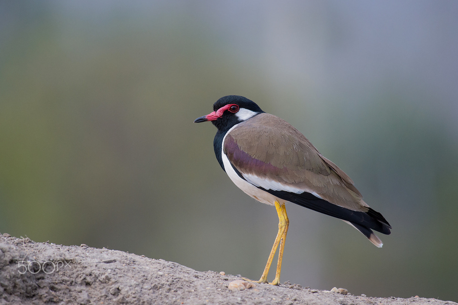 Nikon D4S + Nikon AF-S Nikkor 200-500mm F5.6E ED VR sample photo. Red-wattled lapwing photography
