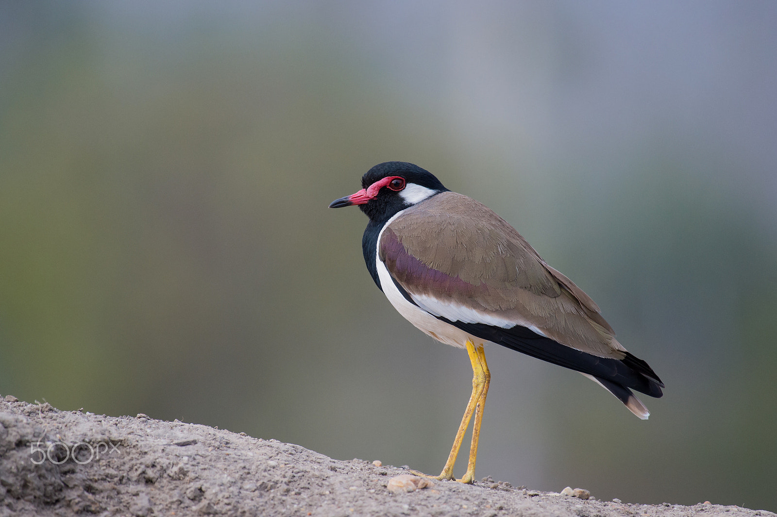 Nikon AF-S Nikkor 200-500mm F5.6E ED VR sample photo. Red-wattled lapwing photography