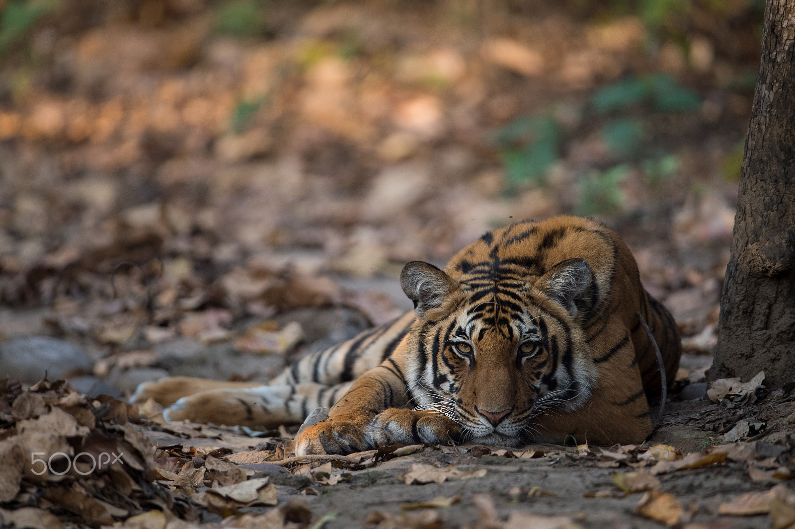 Nikon D4S + Nikon AF-S Nikkor 600mm F4G ED VR sample photo. Tiger resting photography