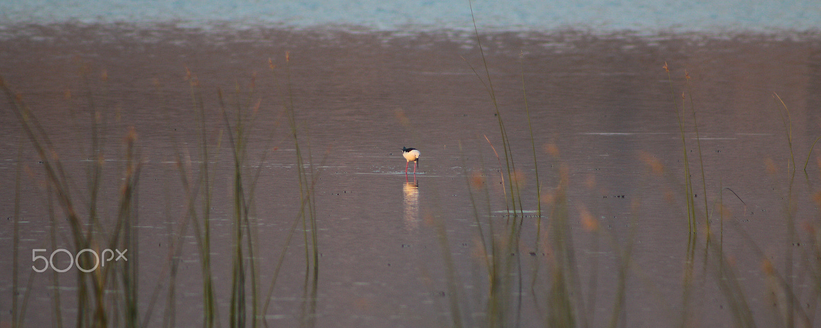 Canon EOS 70D + EF75-300mm f/4-5.6 sample photo. Bird searching photography