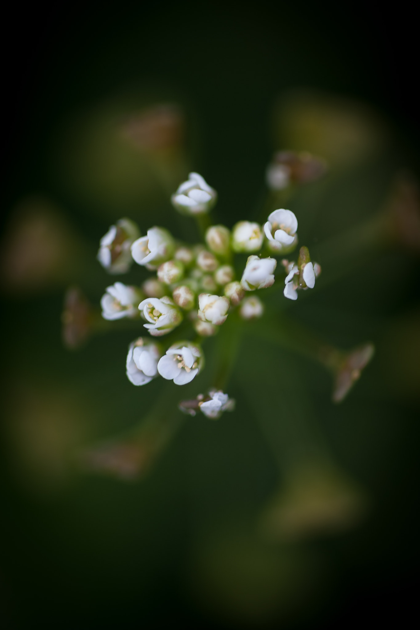 Sigma 105mm F2.8 EX DG OS HSM sample photo. Stellaire photography