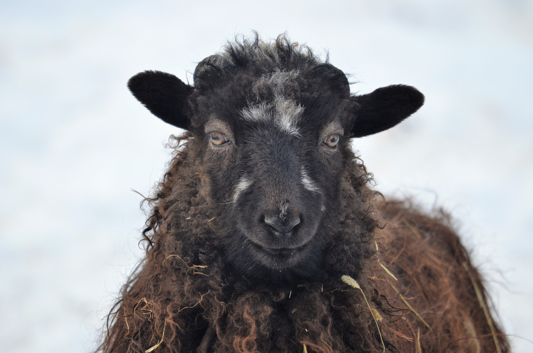 Sigma 120-400mm F4.5-5.6 DG OS HSM sample photo. The sheep photography