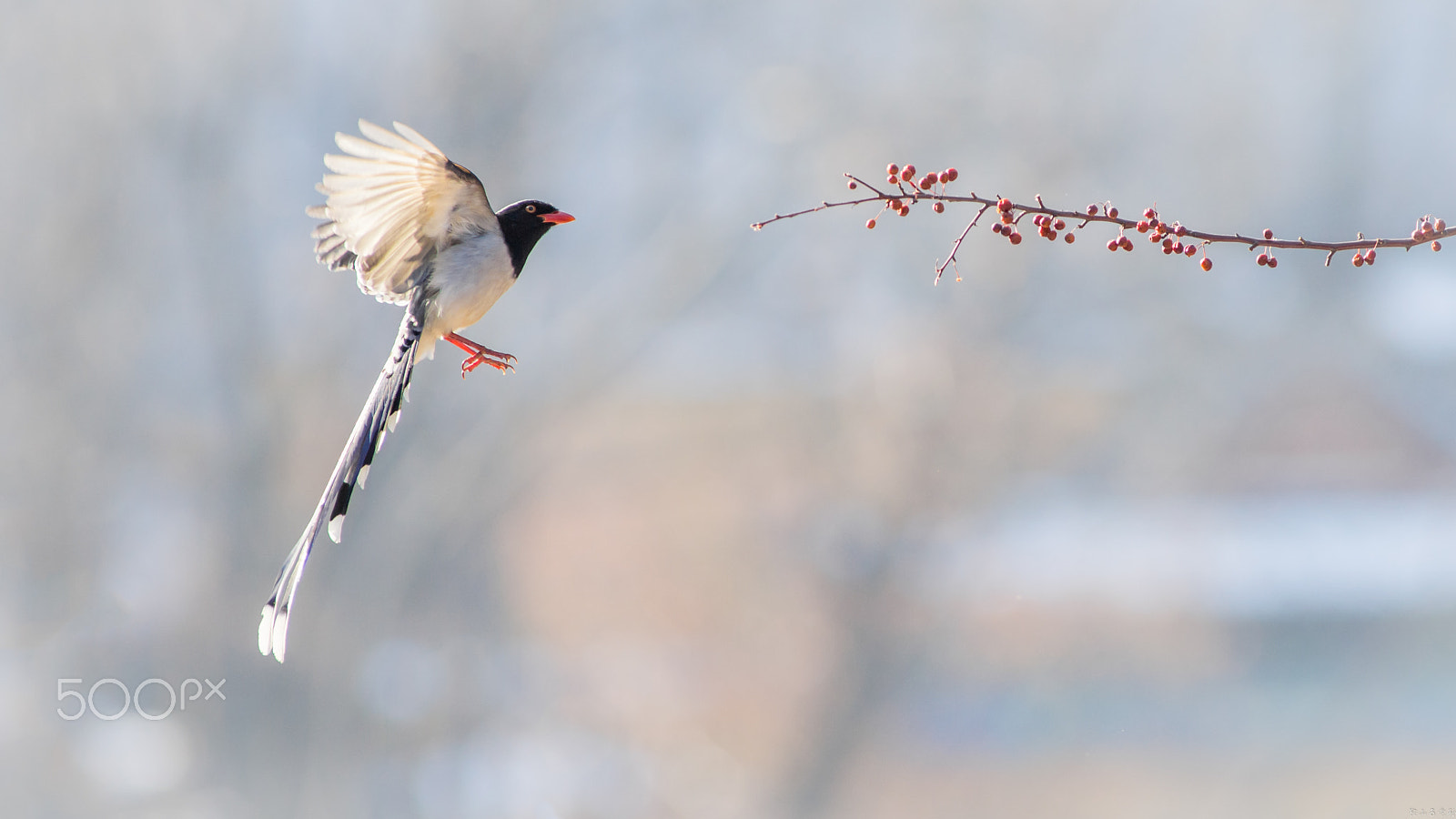 Canon EOS-1D X + Canon EF 400mm f/2.8L sample photo. 红嘴蓝鹊（urocissa erythroryncha） photography