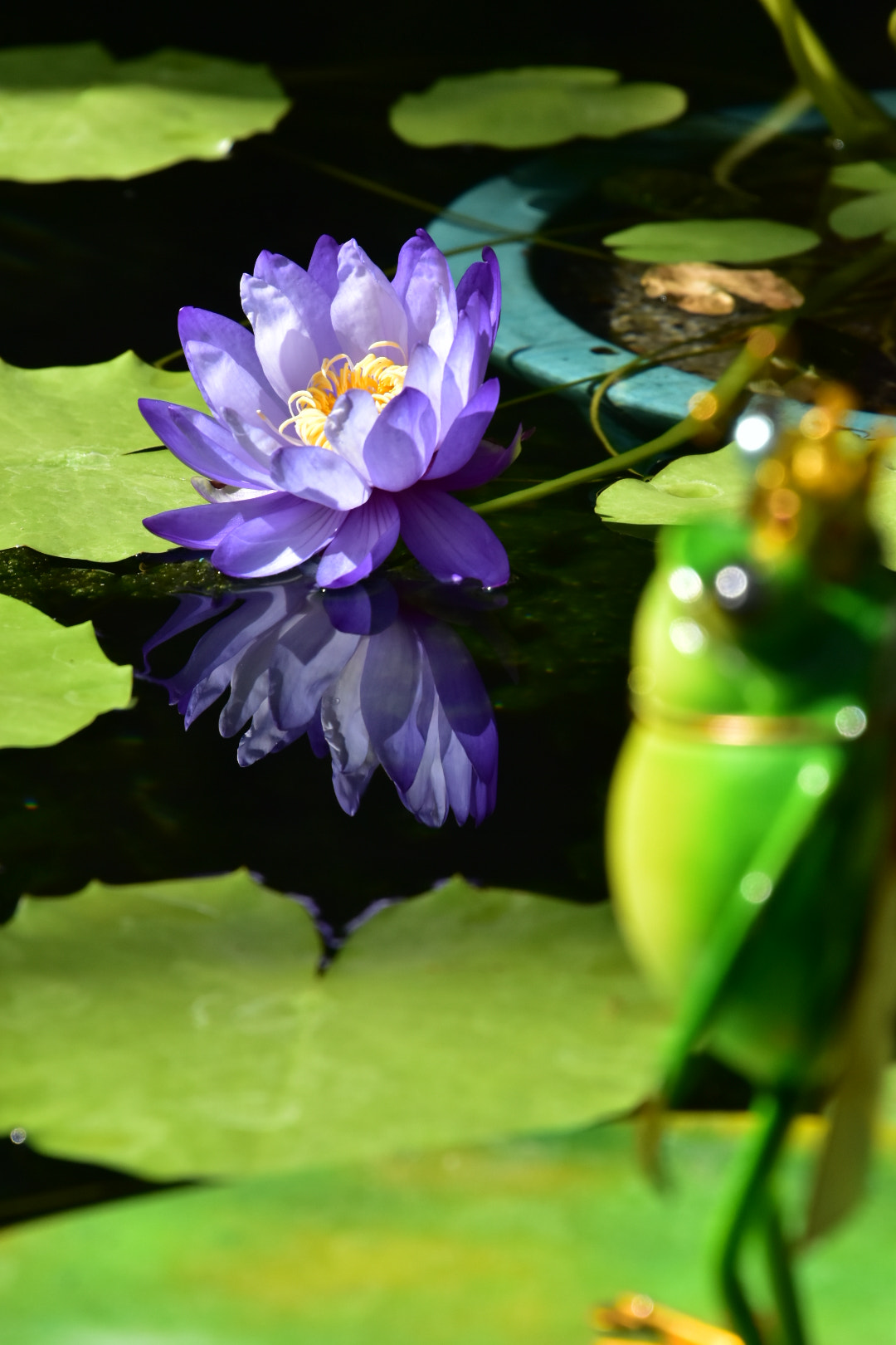 Nikon D5500 sample photo