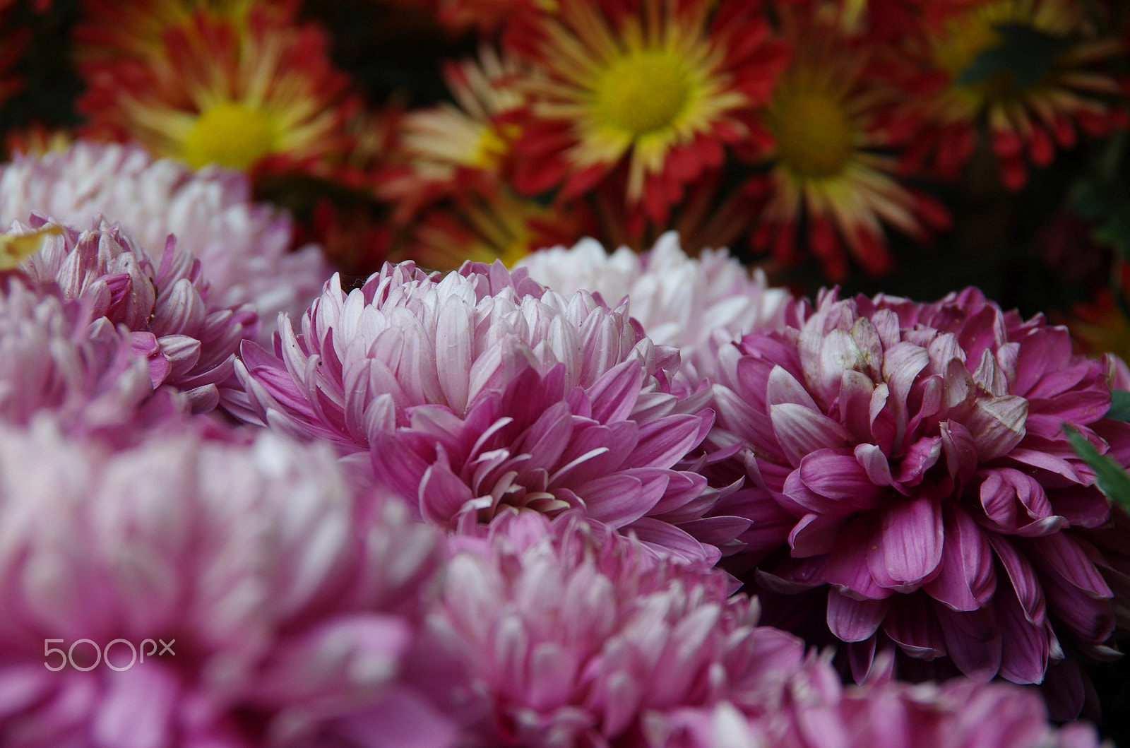 Pentax K-5 sample photo. Neighbours photography