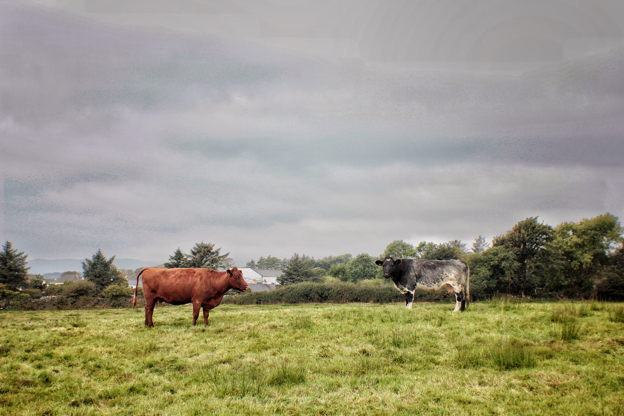 Canon EF 35-80mm f/4-5.6 sample photo. Ireland countryside photography
