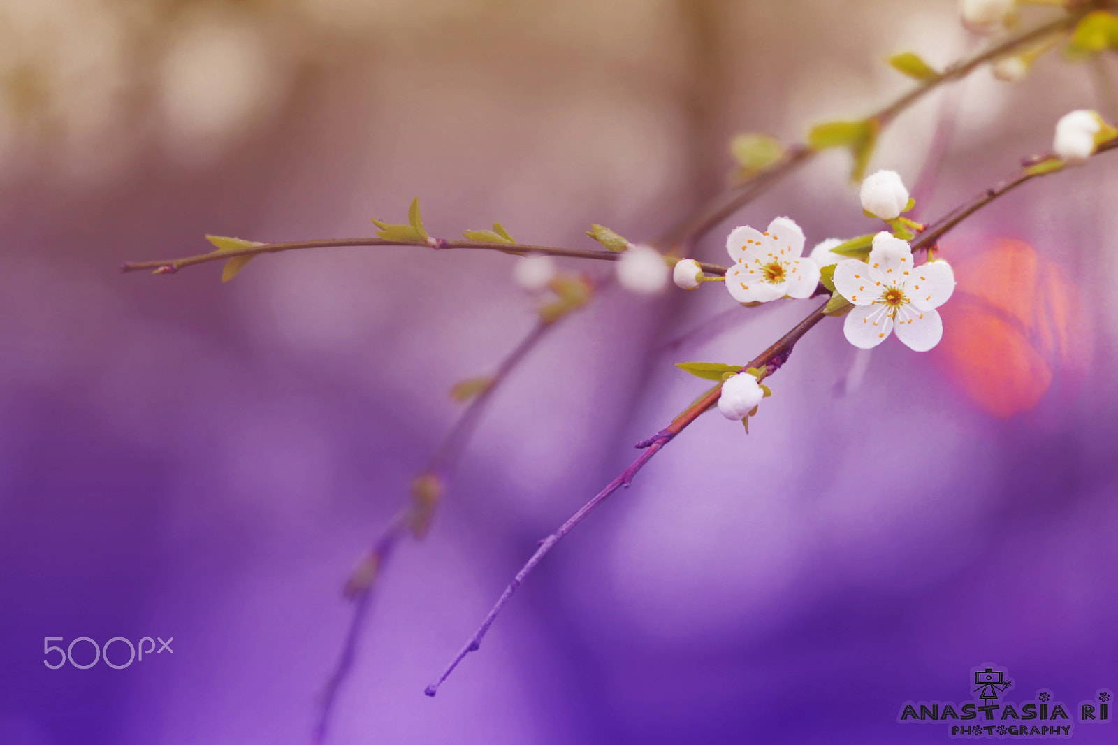 Canon EF 100mm F2.8 Macro USM sample photo. Waiting photography