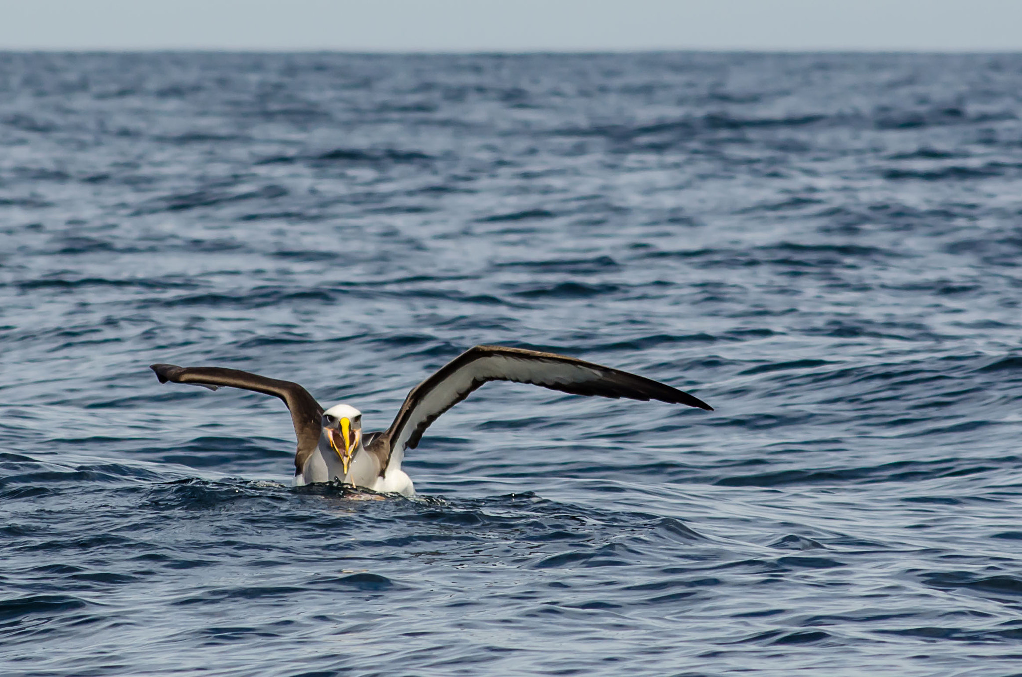 AF Nikkor 70-210mm f/4-5.6D sample photo. Albatros photography