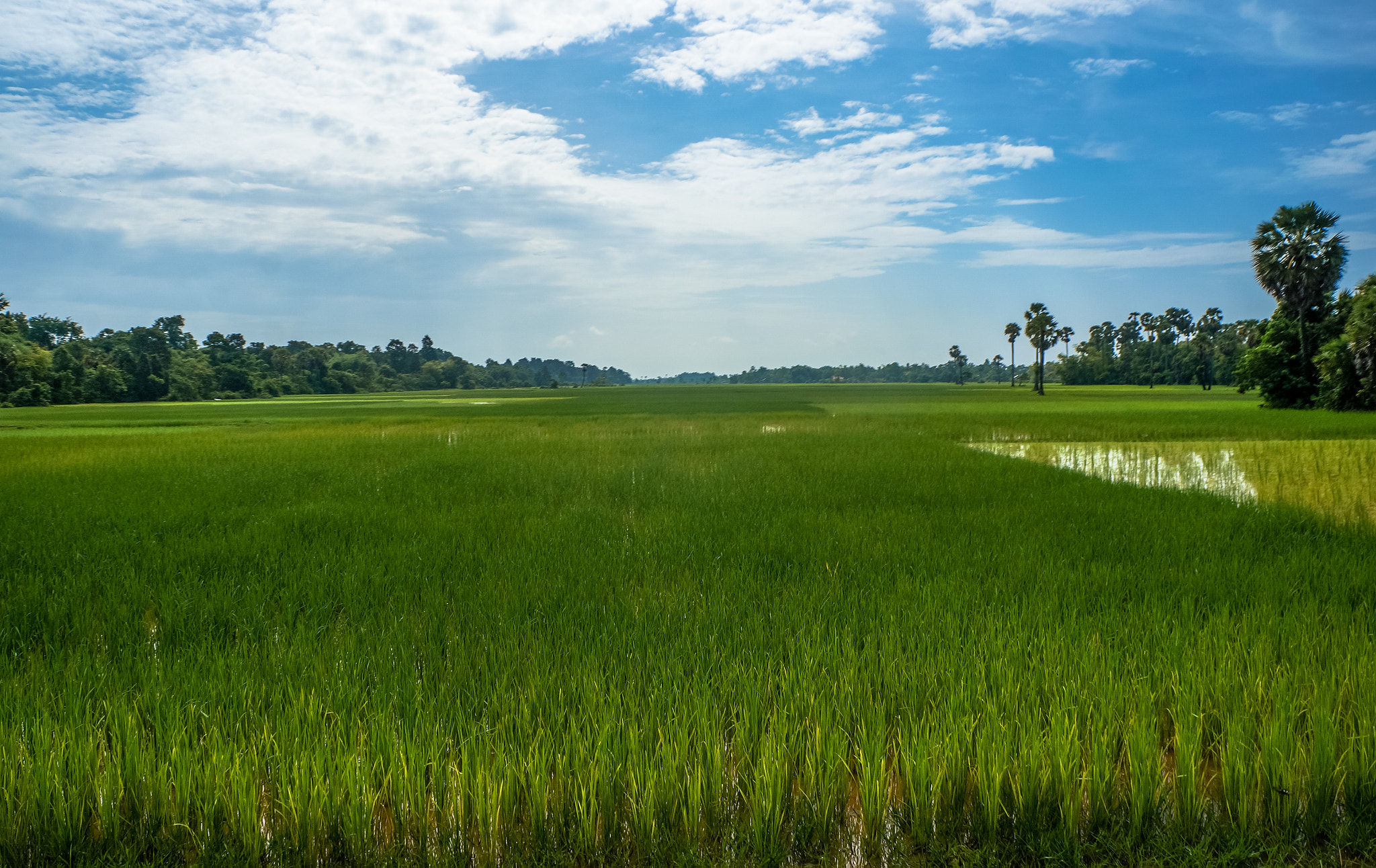 Sony Alpha NEX-5R + Sony E 18-55mm F3.5-5.6 OSS sample photo. Cambodia rice fields photography