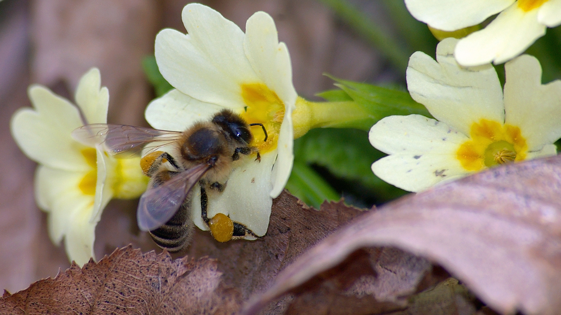 Pentax *ist DS sample photo. Spring time photography