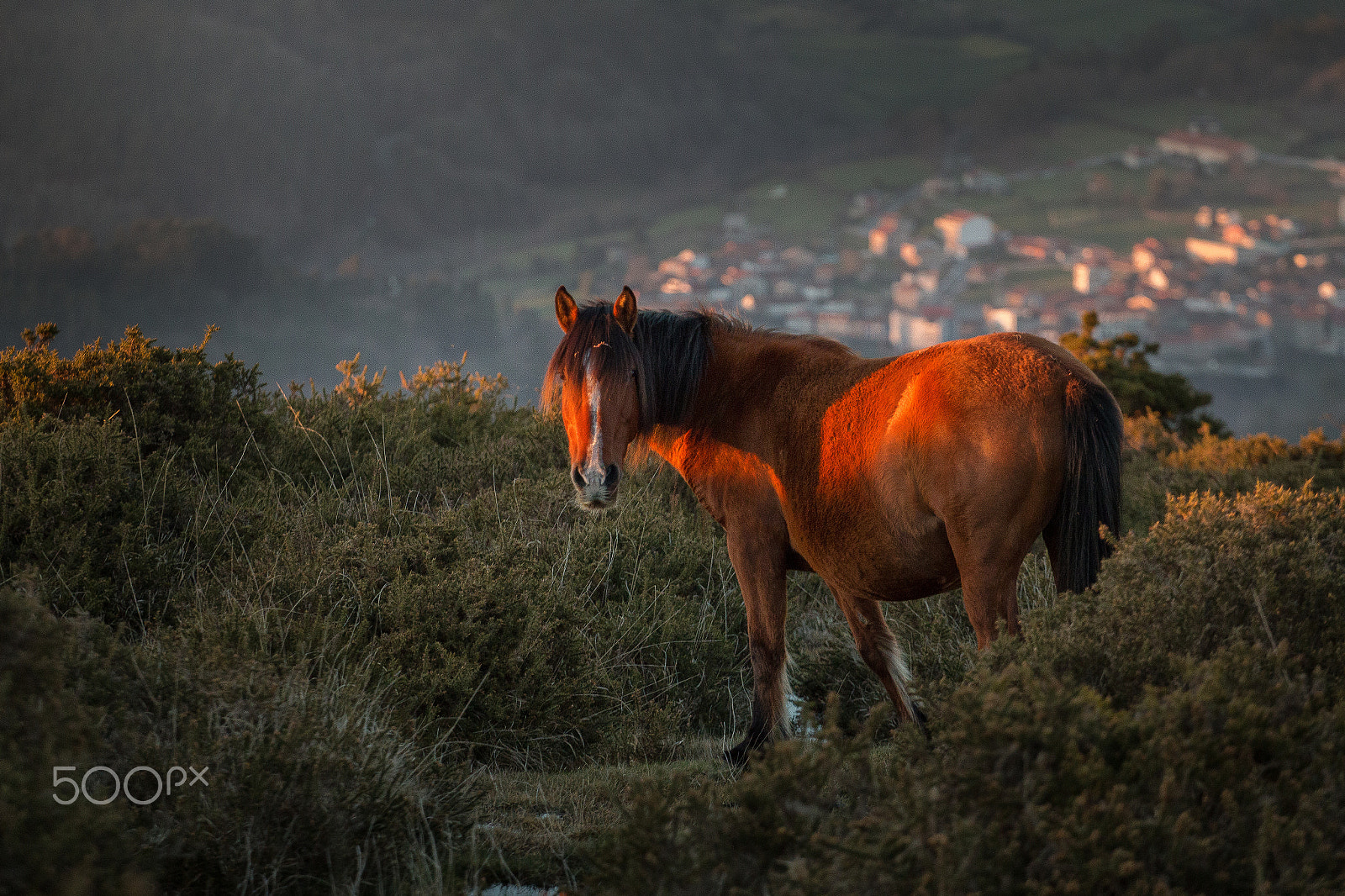 Canon EOS 70D + Canon EF 70-200mm F4L USM sample photo. Sunset photography