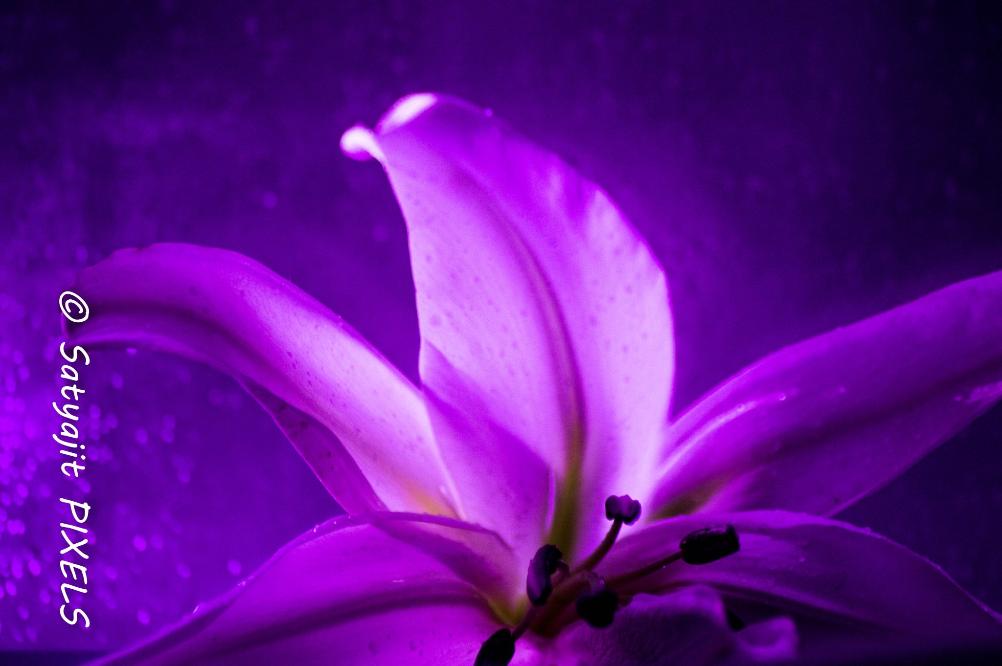 Nikon D3200 sample photo. Flowermacro(of ) photography