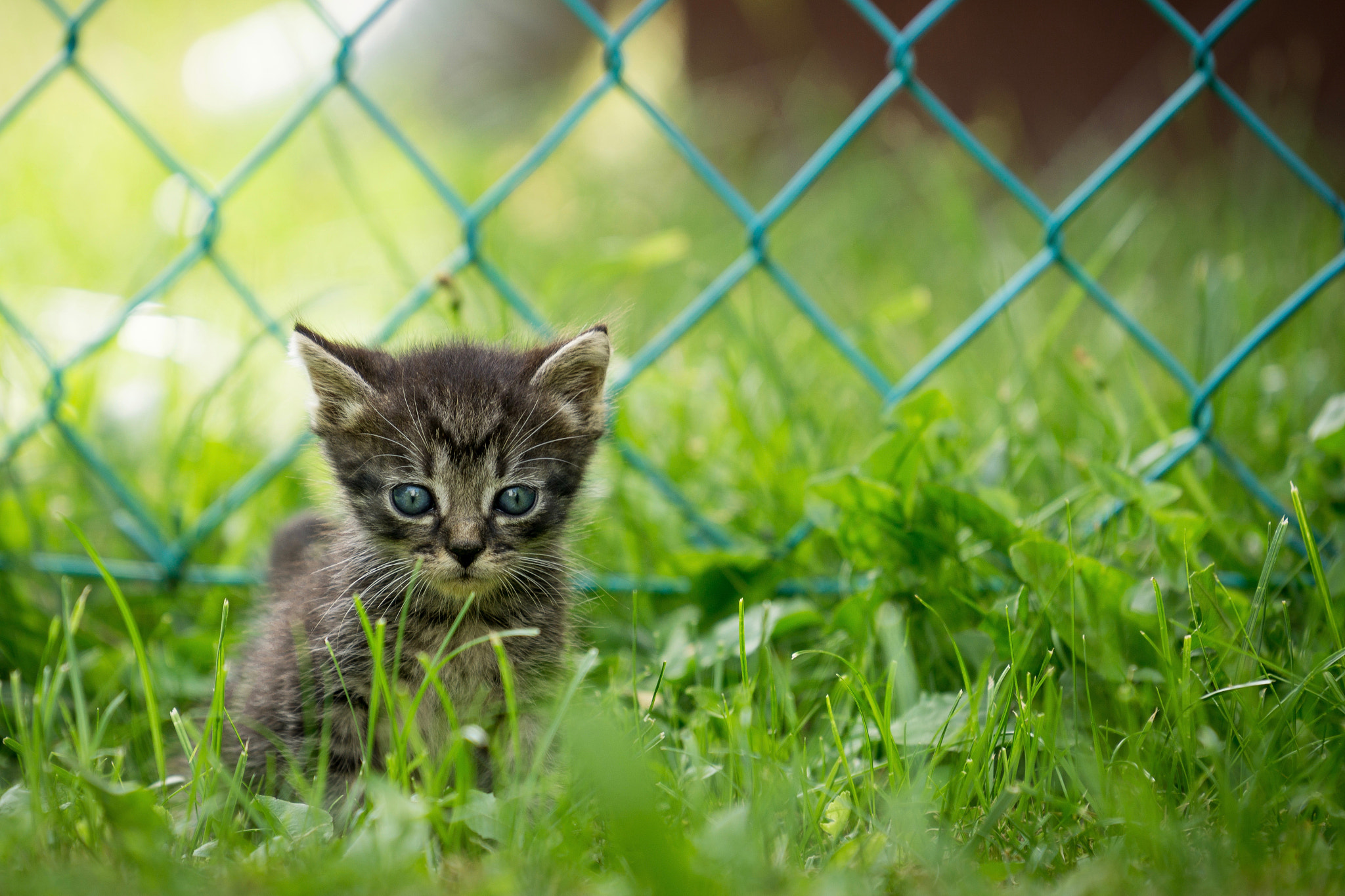 Sony FE 70-200mm F4 G OSS sample photo. Prison break - beginnings photography