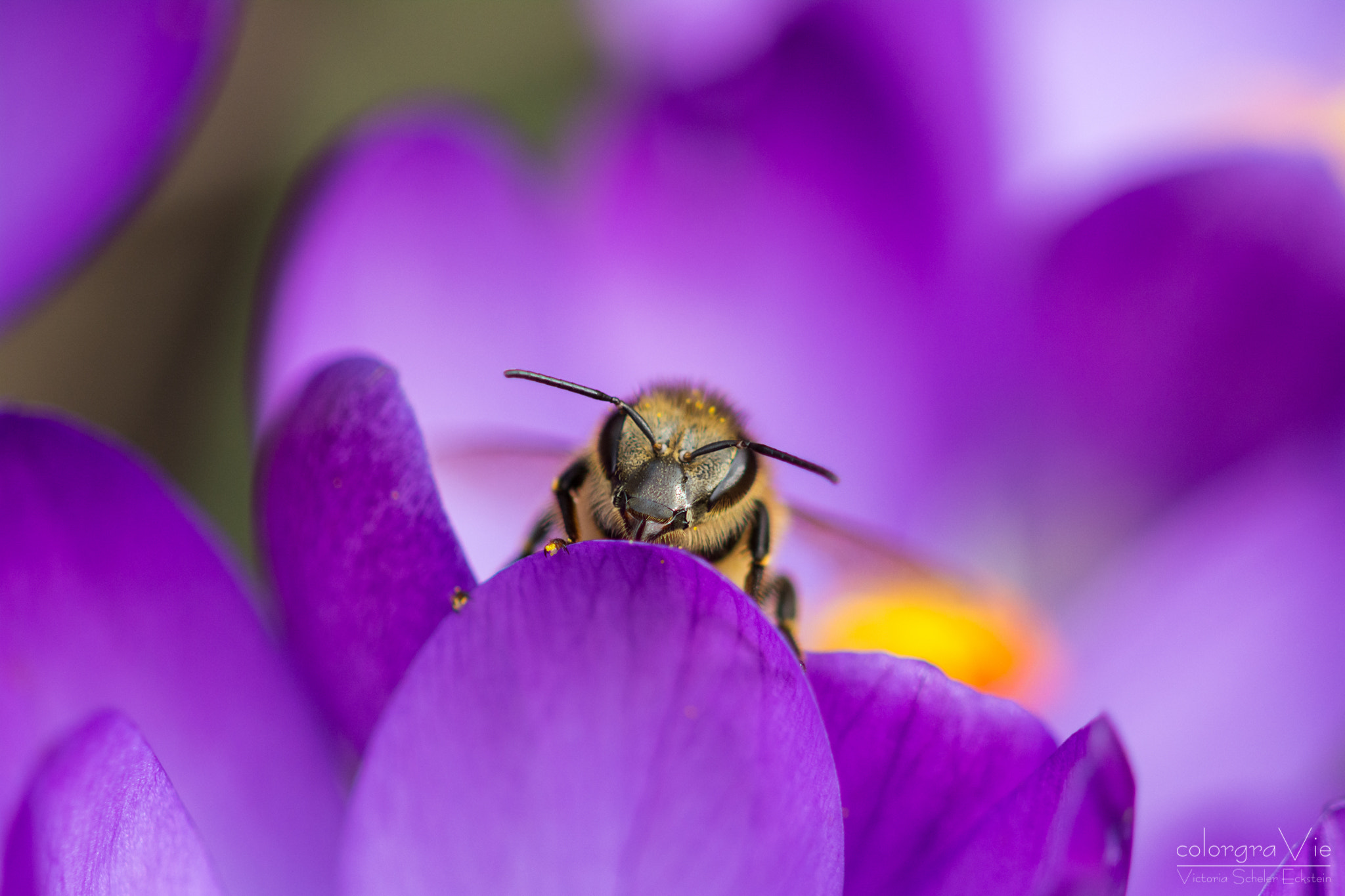 Sigma 105mm F2.8 EX DG OS HSM sample photo. Spring! photography