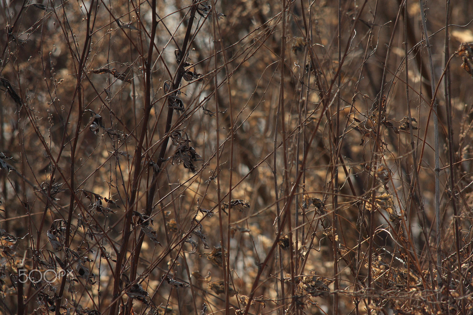 Canon EOS 1000D (EOS Digital Rebel XS / EOS Kiss F) sample photo. Golden grass photography