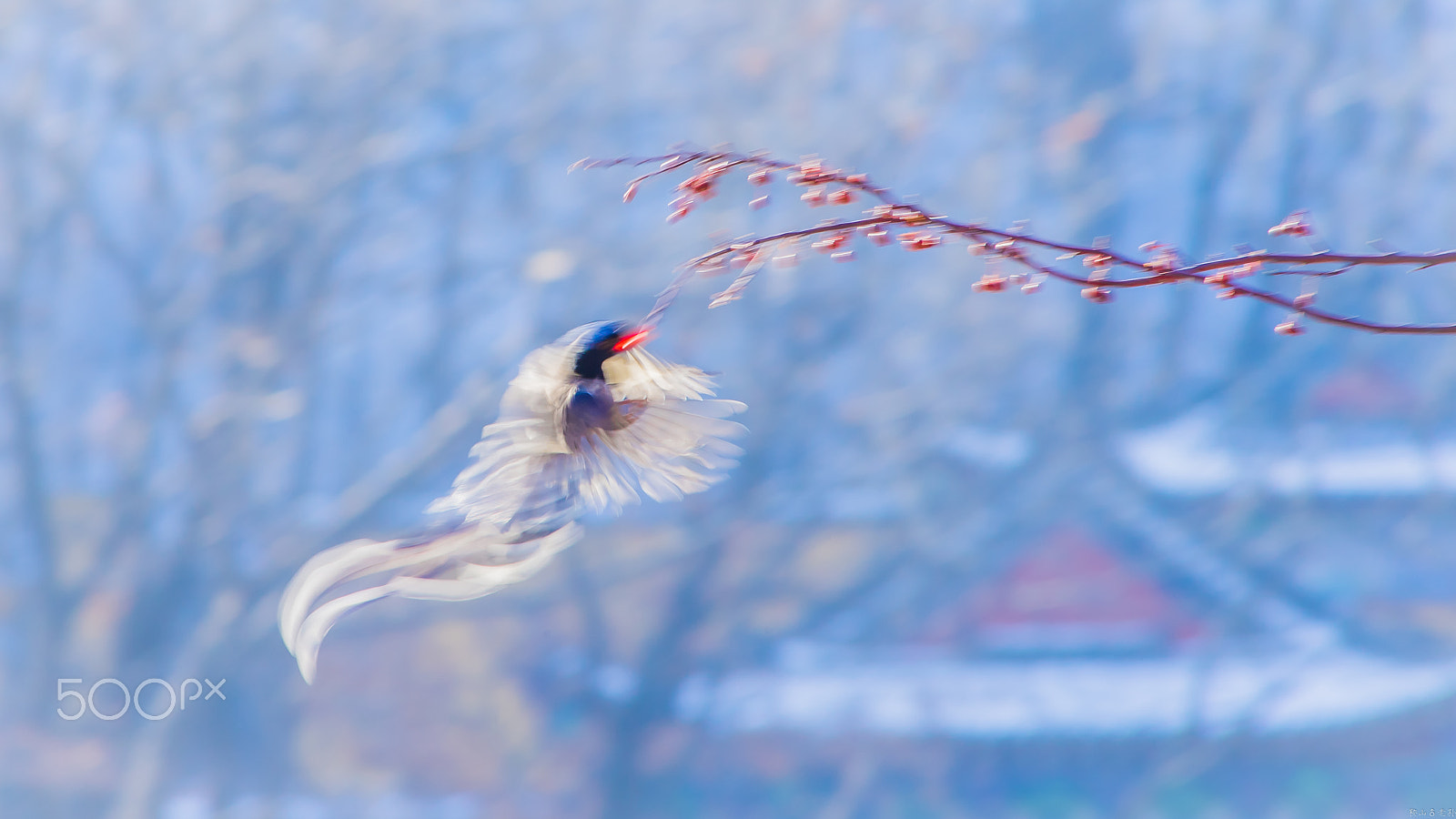 Canon EOS-1D X + Canon EF 400mm f/2.8L sample photo. 红嘴蓝鹊（urocissa erythroryncha） photography